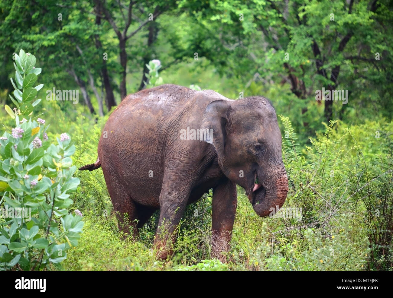 Manger l'éléphant indien Banque D'Images