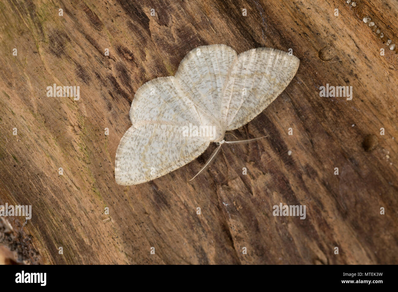 Braunstirn-WeiSSspanner, Cabera exanthèmes viraux, onde commun, la Cabère pustulée, Clé, Geometridae, Looper, loopers, papillons, papillon Géomètre Géomètre Banque D'Images