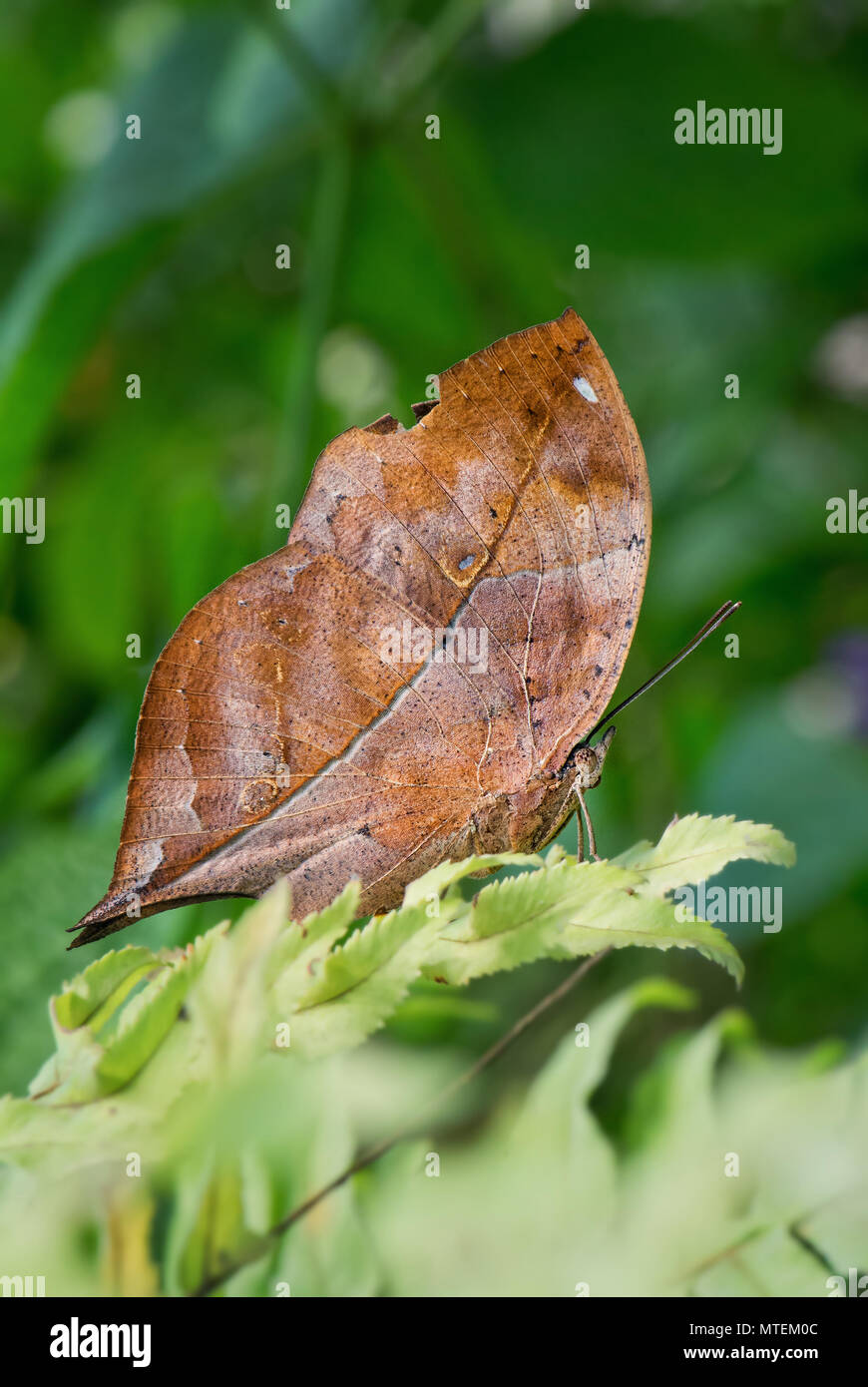 Feuille d'automne - Doleschallia bisaltide aile de papillon, beau papillon d'Asie du Sud et en Australie. Banque D'Images