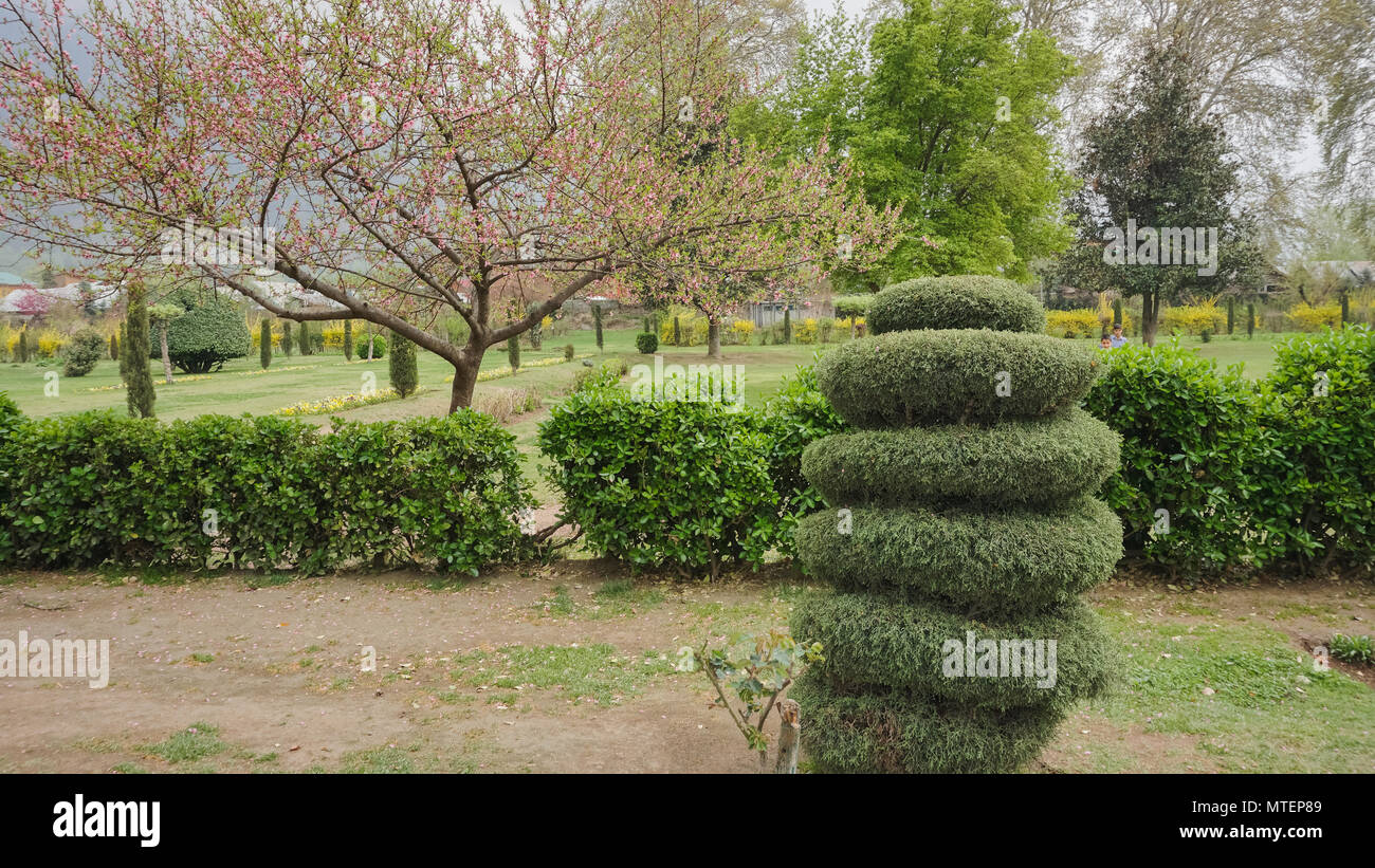 Cette image est d'un grand jardin au Cachemire, en Inde, au total il y a plus de 200 fontaines d'eau dans ce beau jardin pour ce qui est célèbre. Banque D'Images