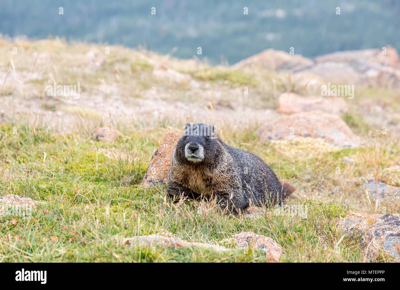 Close up of a yellow-bellied Marmot dans le Parc National des Montagnes Rocheuses au Colorado, États-Unis. Banque D'Images