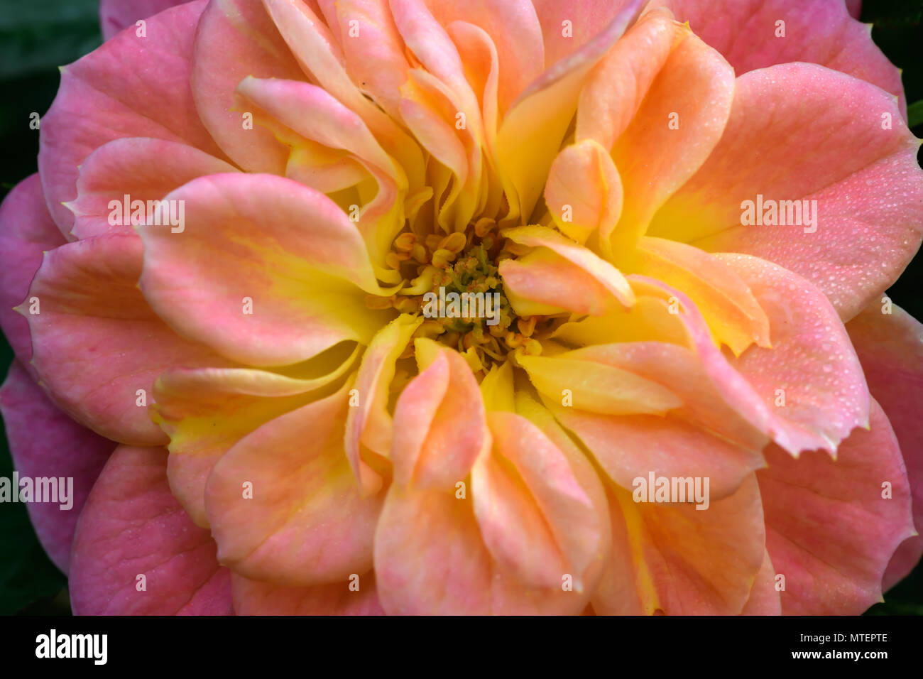 Fleurs rose au printemps Banque D'Images