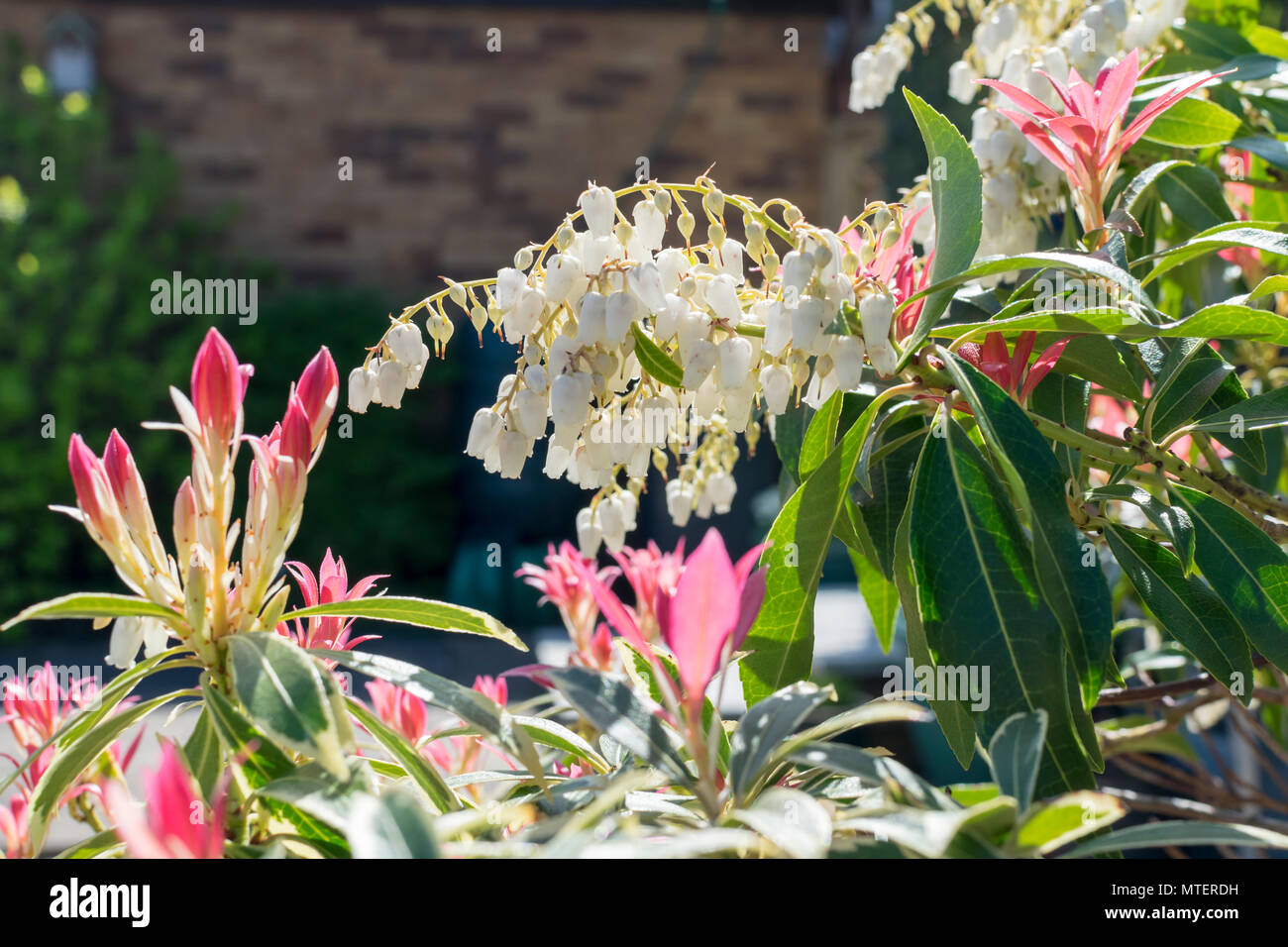 Pieris japonica Flaming Silver arbuste en fleurs Banque D'Images