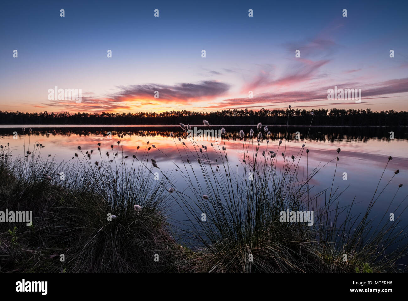 Vue panoramique sur le lac avec des fleurs et le coucher du soleil au soir paisible en Finlande Banque D'Images