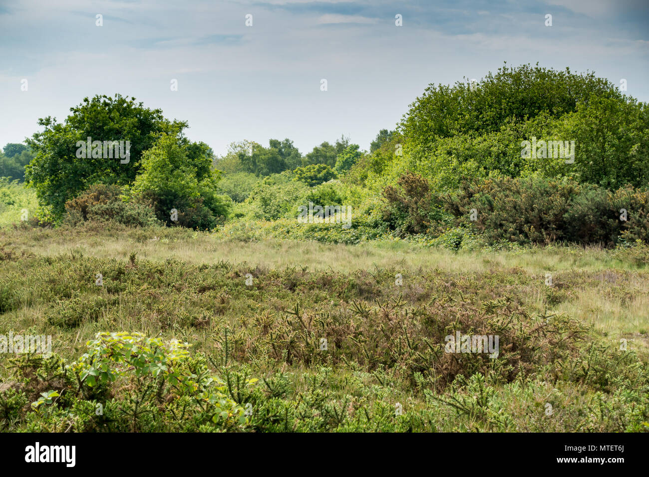 Vue de l'ajonc nain, graminées et arbres au début de l'été, matin sur commun Turbary, Dorset, Angleterre, Royaume-Uni Banque D'Images