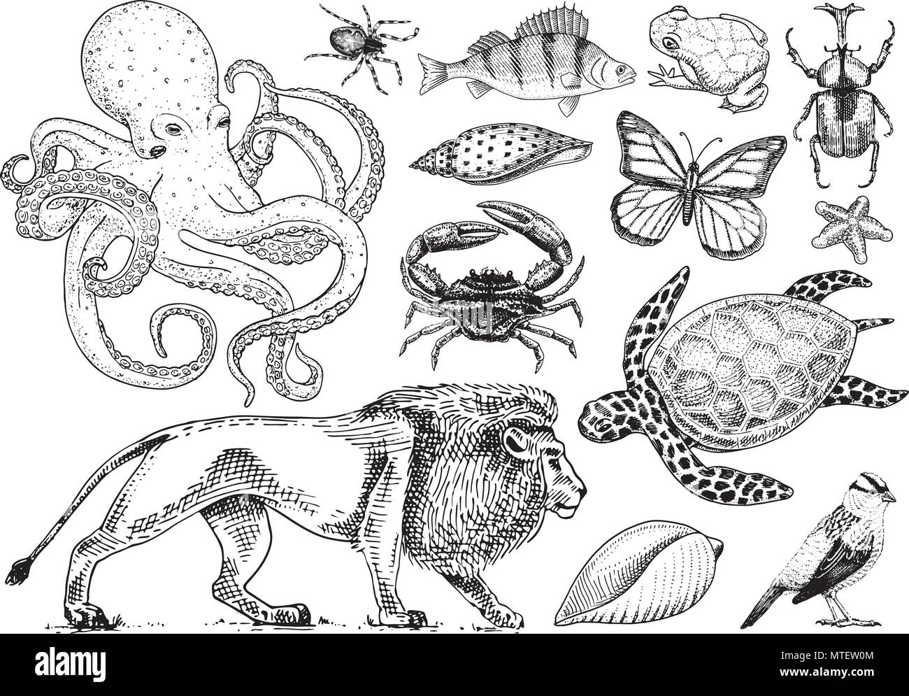 Ancienne classification Banque d'images vectorielles - Alamy
