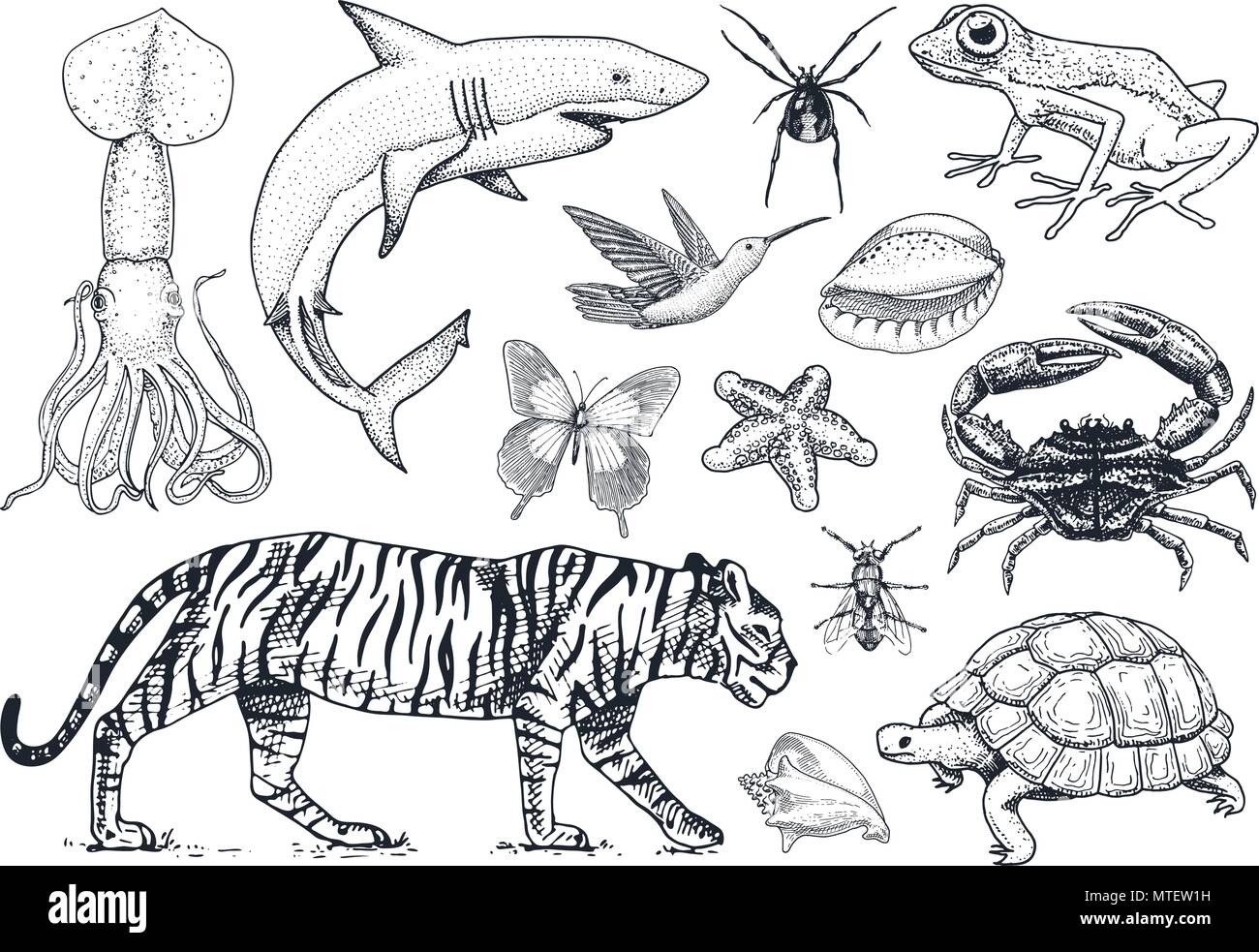 Ensemble d'animaux. Mammifères, reptiles et amphibiens et d'insectes