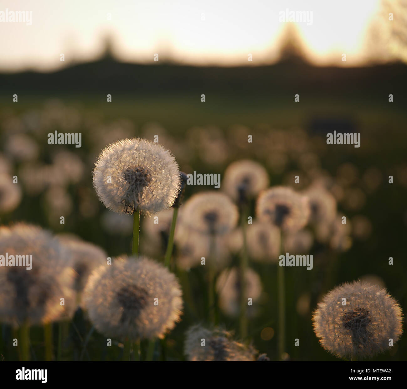Le pissenlit au coucher du soleil Banque D'Images