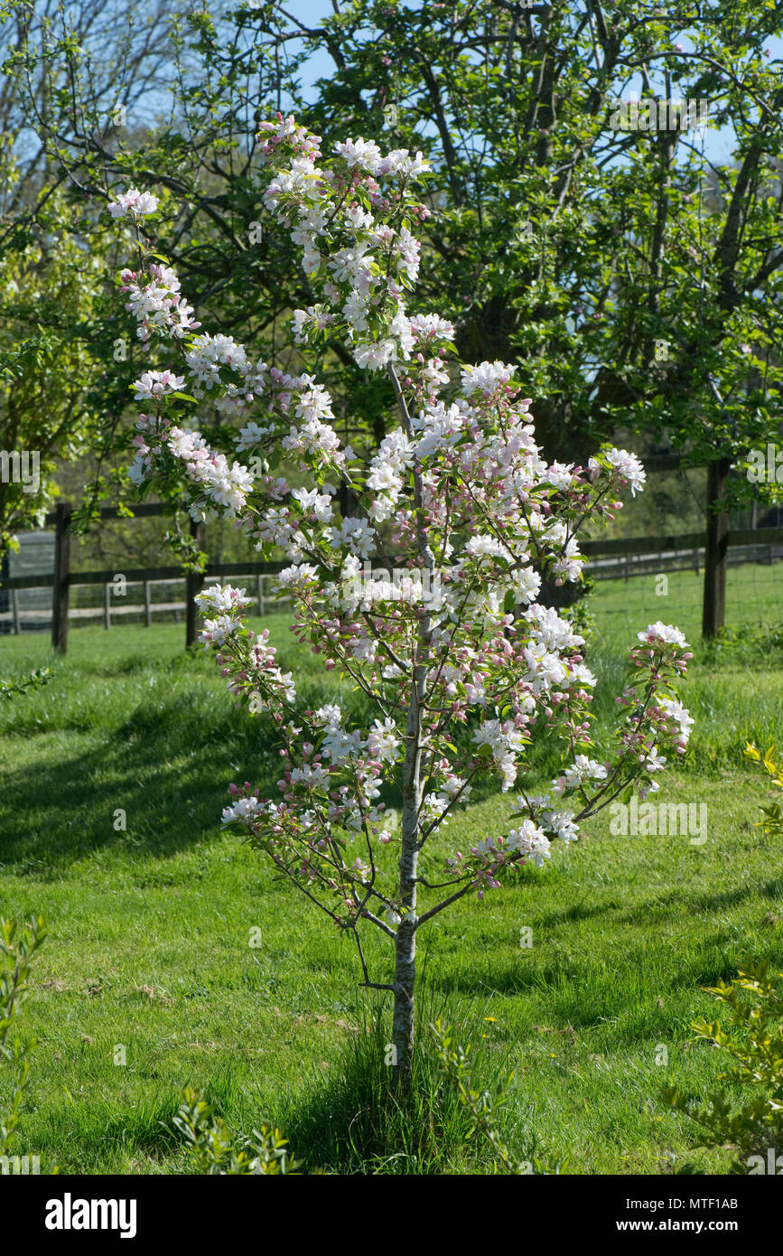 Un jeune arbre, pommetier Malus 'John Downie' dans fleur pleine sur une belle journée de printemps, Berkshire, Mai Banque D'Images
