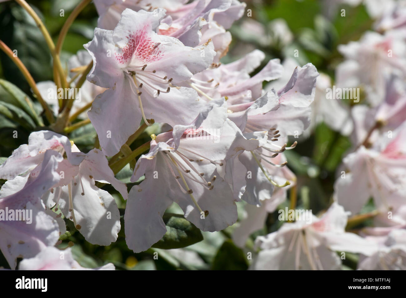 Les fleurs et les feuilles de Rhododendron 'Cunningham' Blanc, légère fleurs roses sur ce flowerinf printemps éricacée arbustive, Berkshire, Mai Banque D'Images