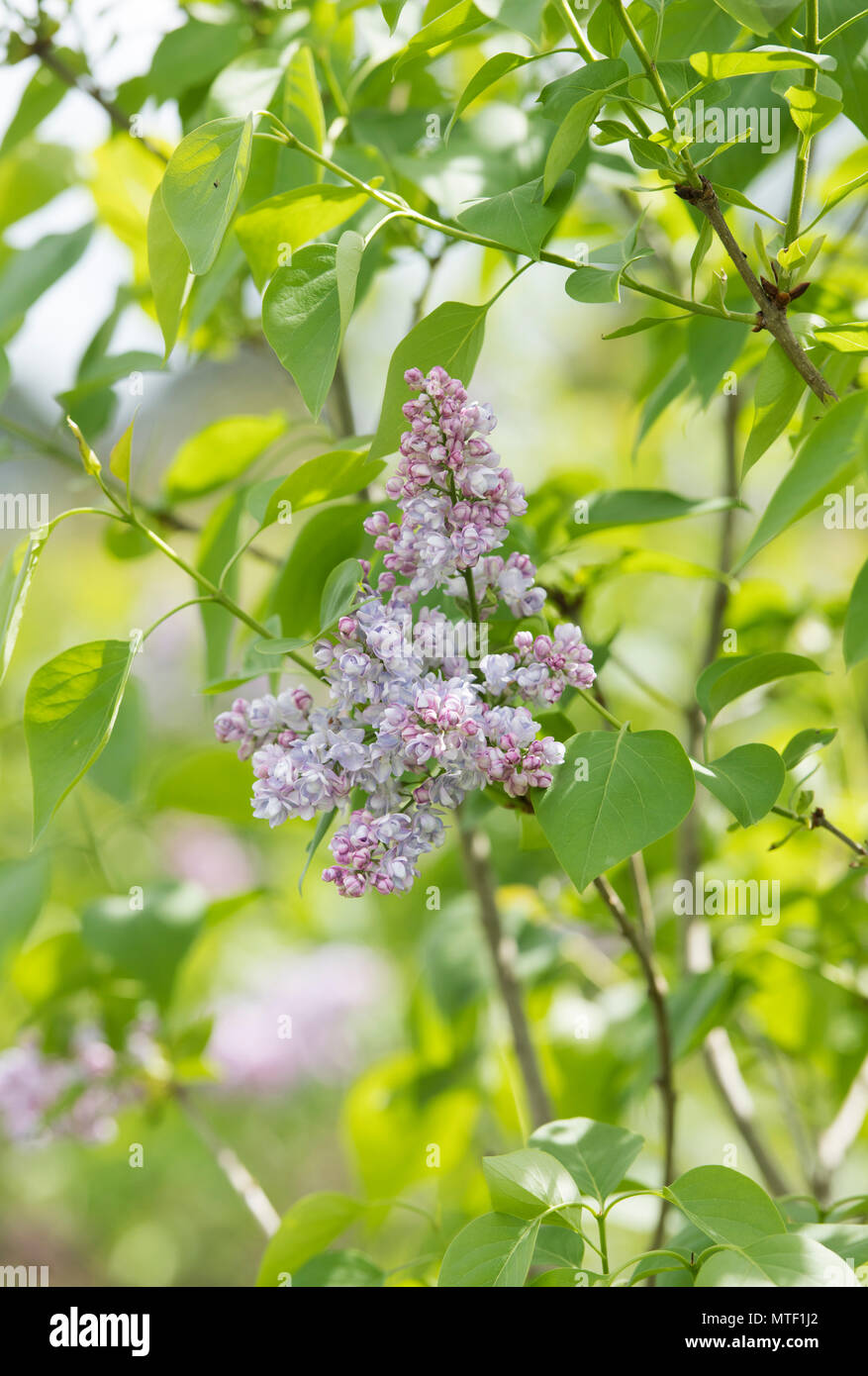 Syringa vulgaris 'Senateur volland'. Floraison lilas au printemps. UK Banque D'Images