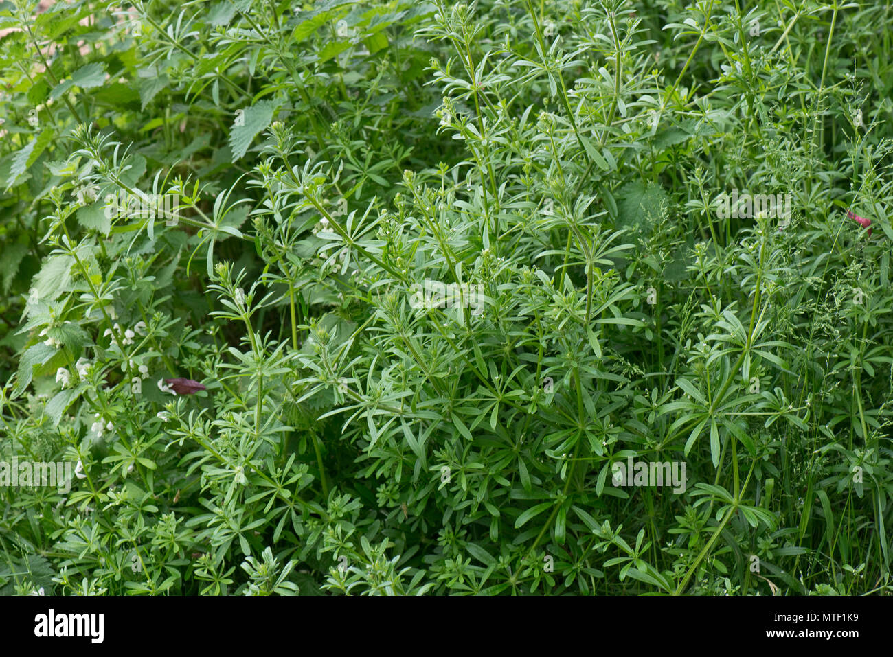 Gaillet, éleusine, stickyweed, Galium aparine, en croissance rapide pour étouffer la végétation au printemps, Mai Banque D'Images