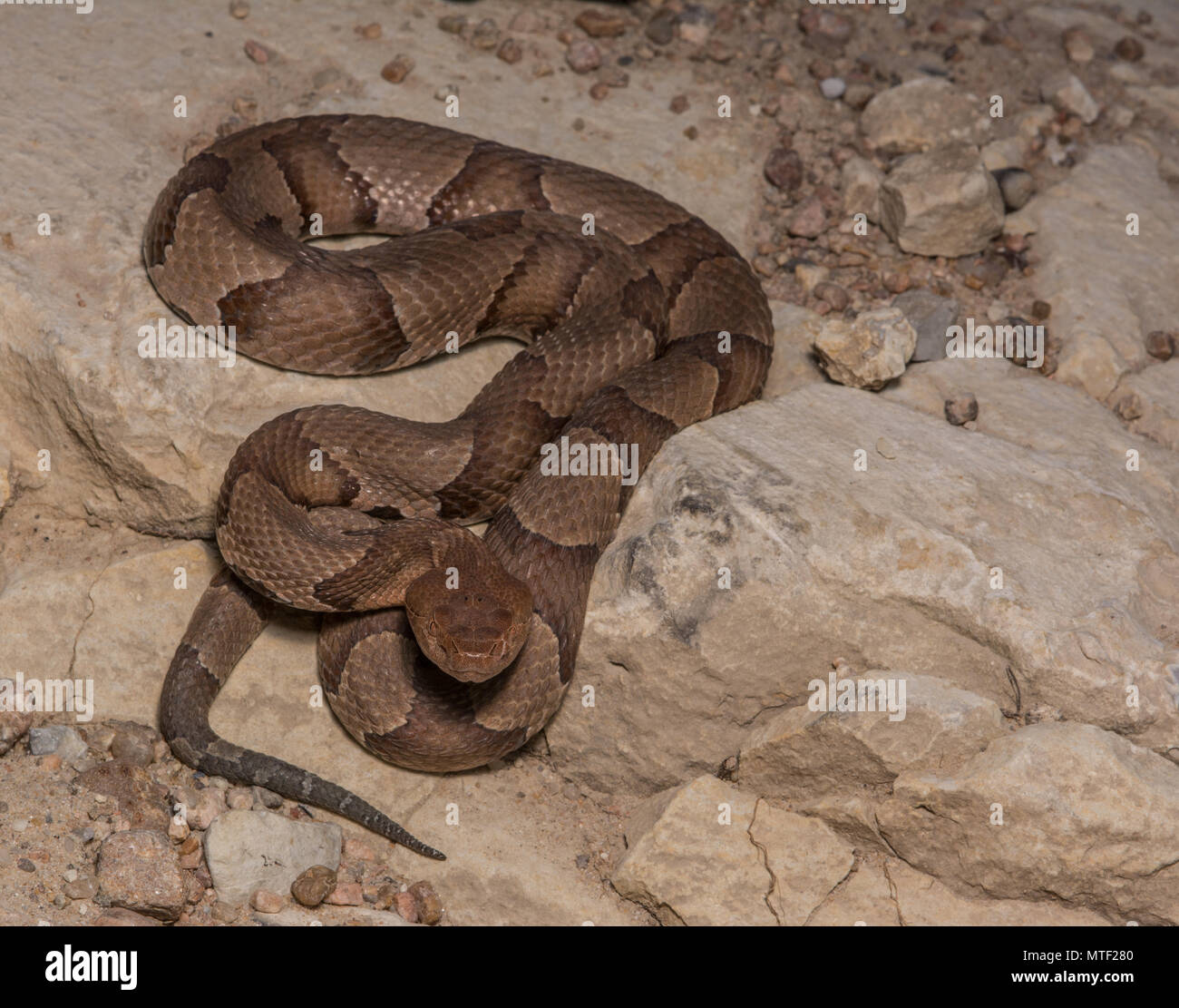 (Agkistrodon contortrix Copperhead du nord) à partir de Gage County, California, USA. Banque D'Images