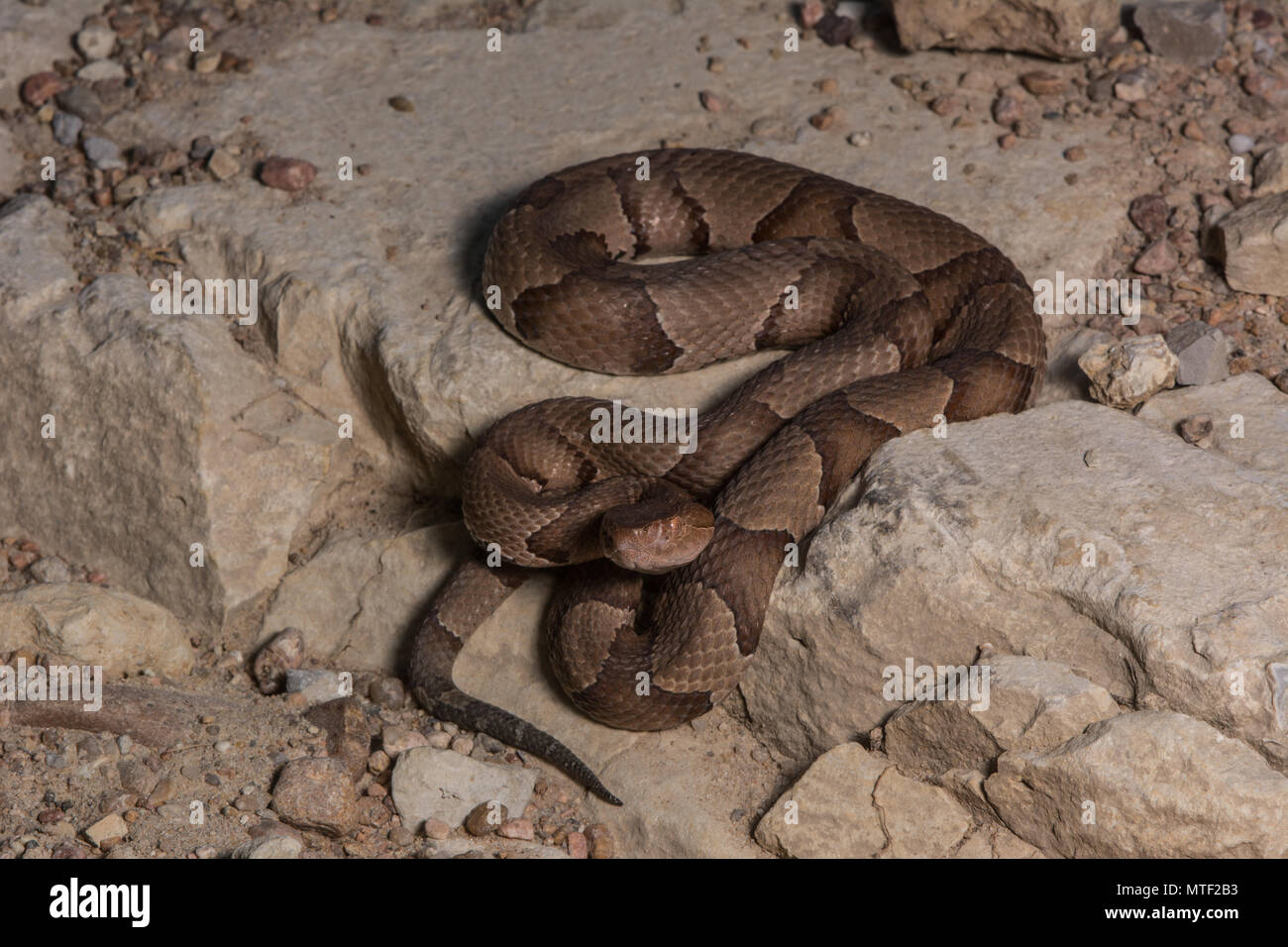 (Agkistrodon contortrix Copperhead du nord) à partir de Gage County, California, USA. Banque D'Images