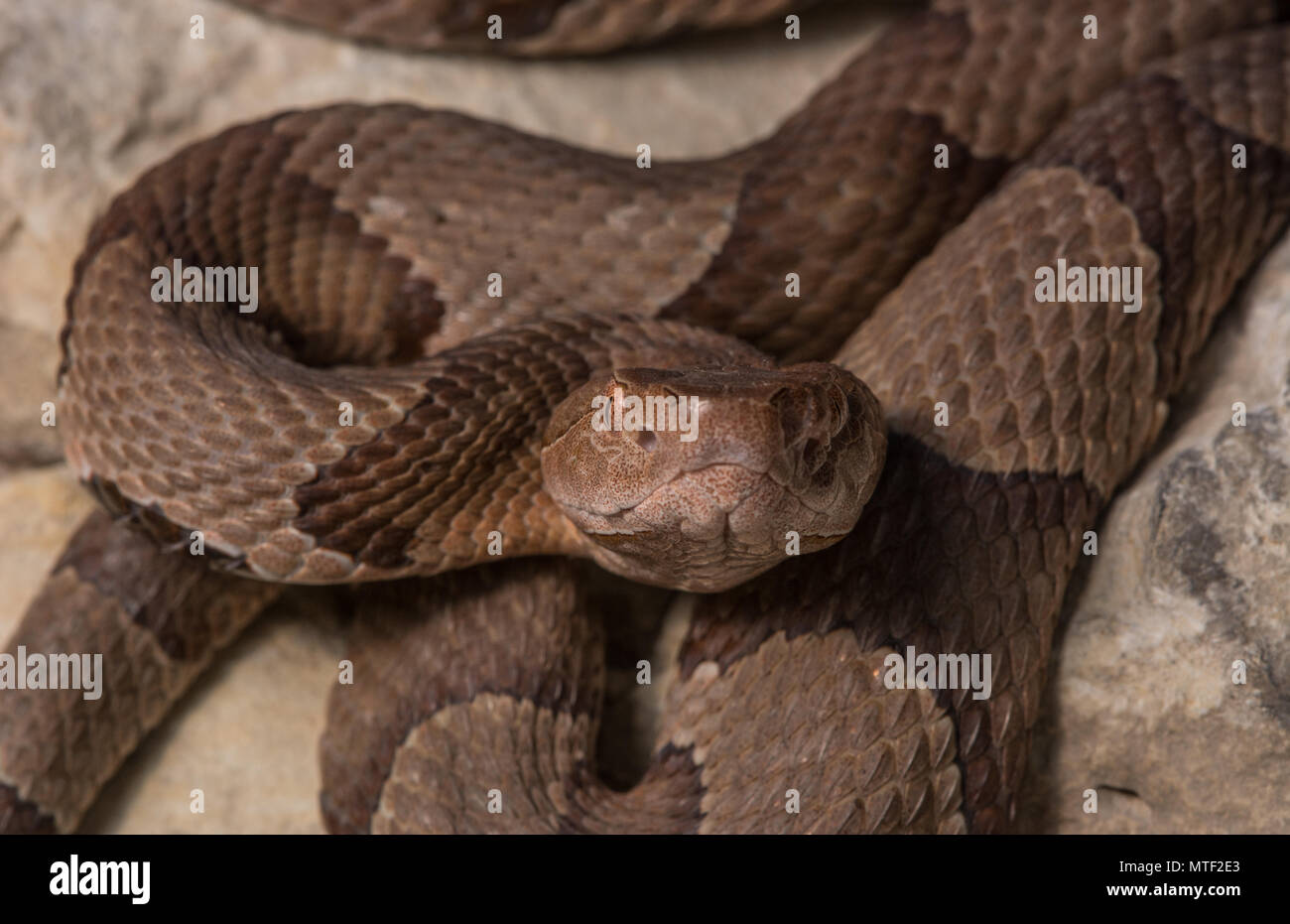 (Agkistrodon contortrix Copperhead du nord) à partir de Gage County, California, USA. Banque D'Images