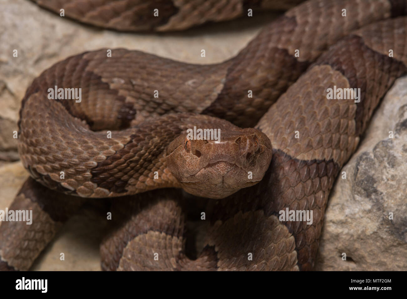 (Agkistrodon contortrix Copperhead du nord) à partir de Gage County, California, USA. Banque D'Images