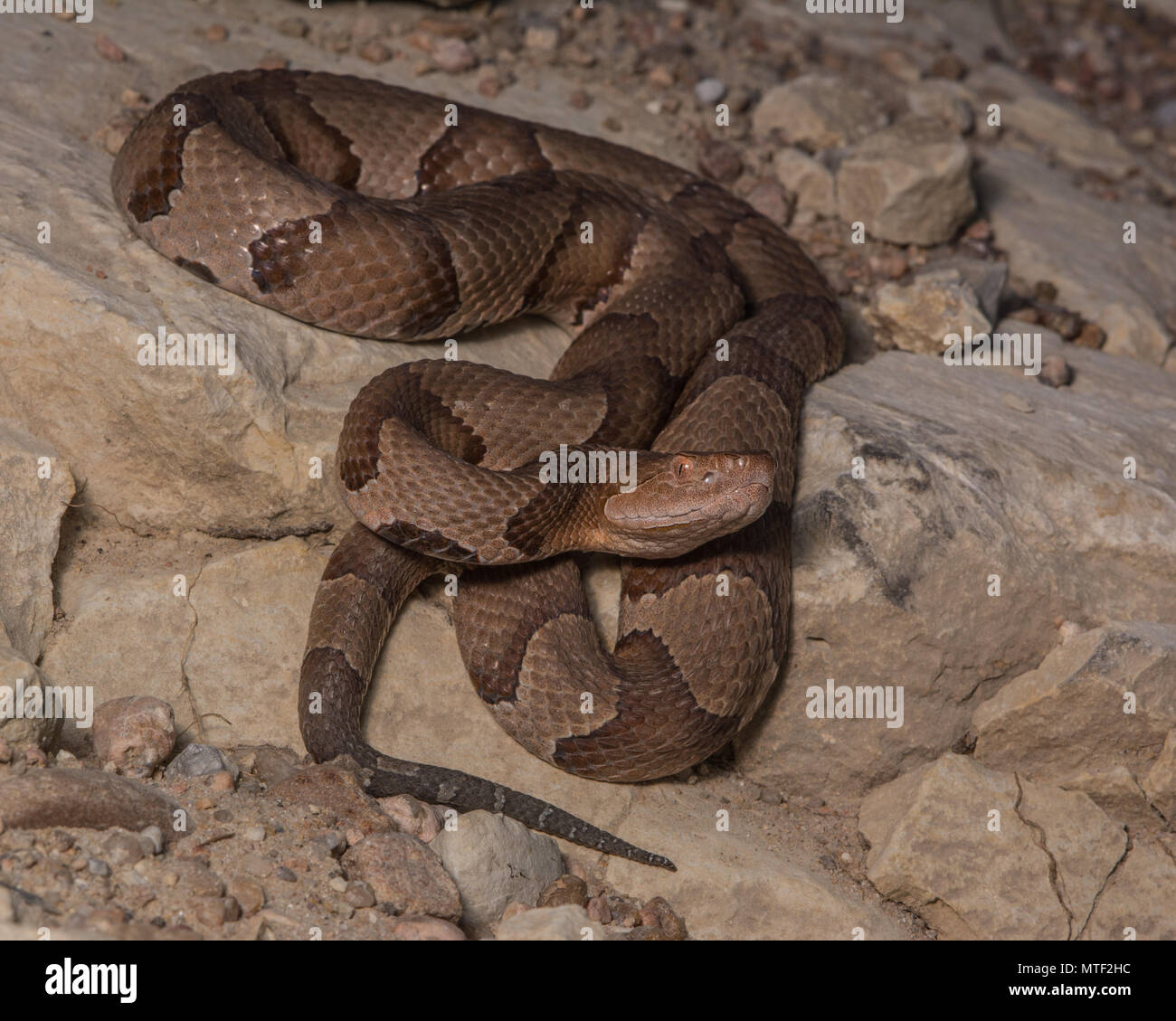 (Agkistrodon contortrix Copperhead du nord) à partir de Gage County, California, USA. Banque D'Images