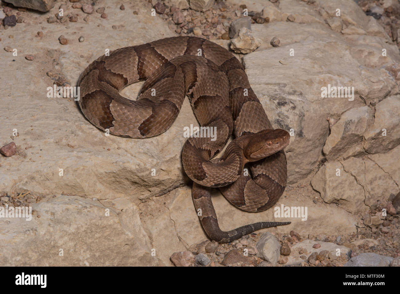 (Agkistrodon contortrix Copperhead du nord) à partir de Gage County, California, USA. Banque D'Images