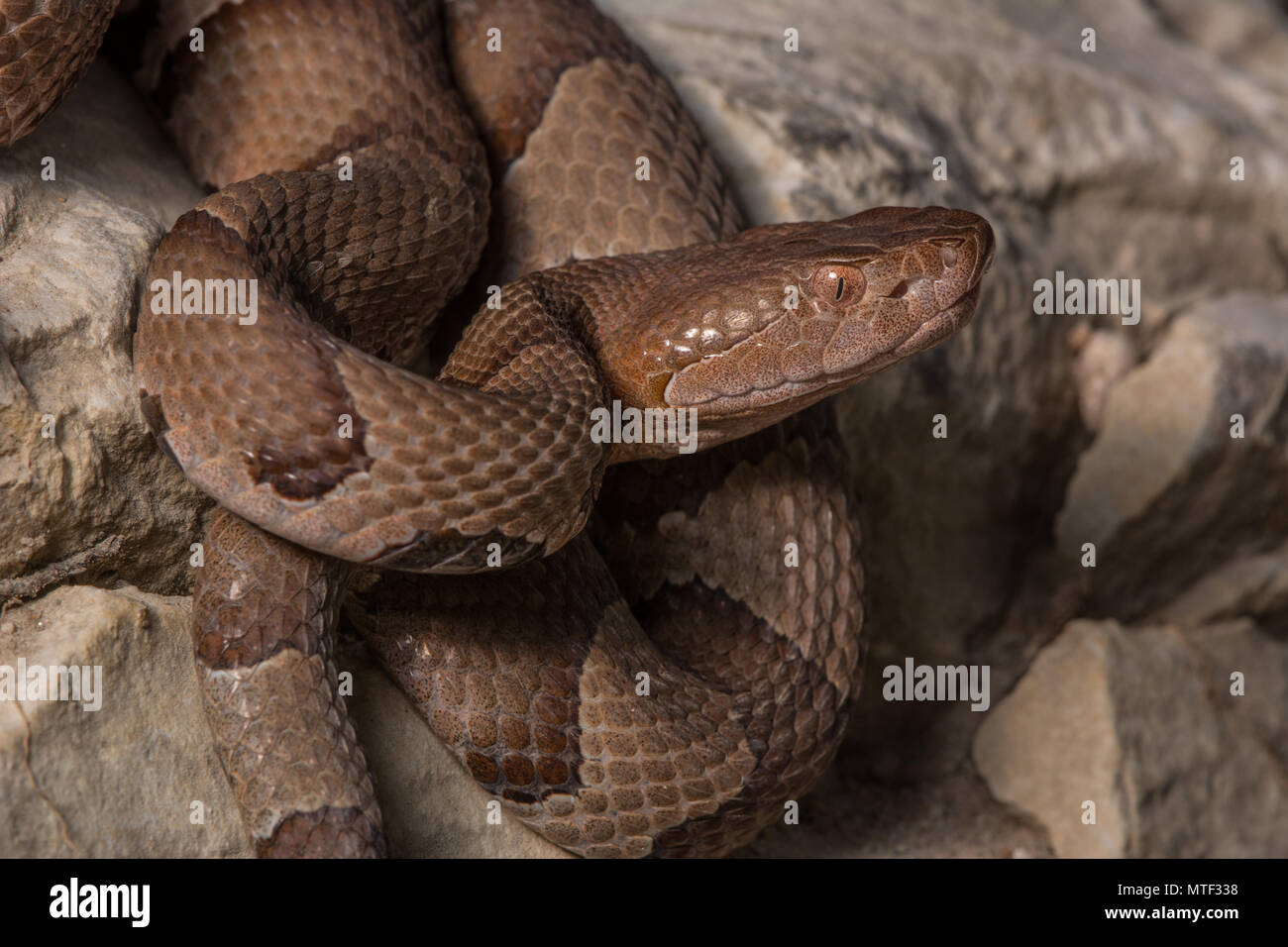 (Agkistrodon contortrix Copperhead du nord) à partir de Gage County, California, USA. Banque D'Images