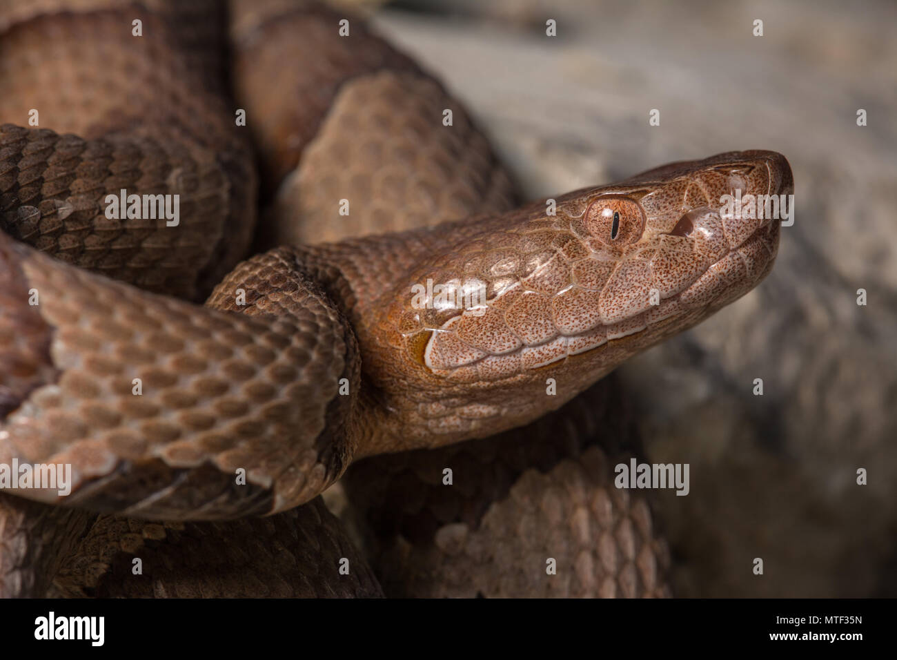(Agkistrodon contortrix Copperhead du nord) à partir de Gage County, California, USA. Banque D'Images