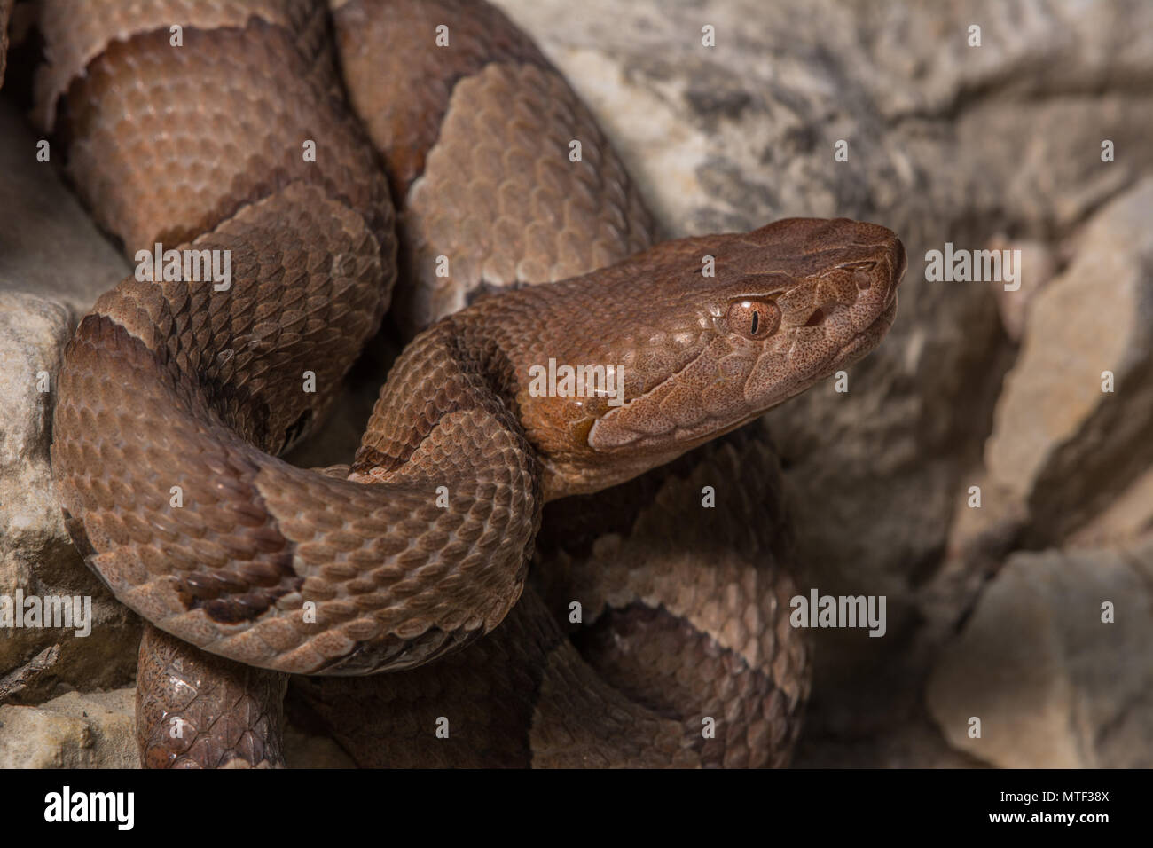(Agkistrodon contortrix Copperhead du nord) à partir de Gage County, California, USA. Banque D'Images