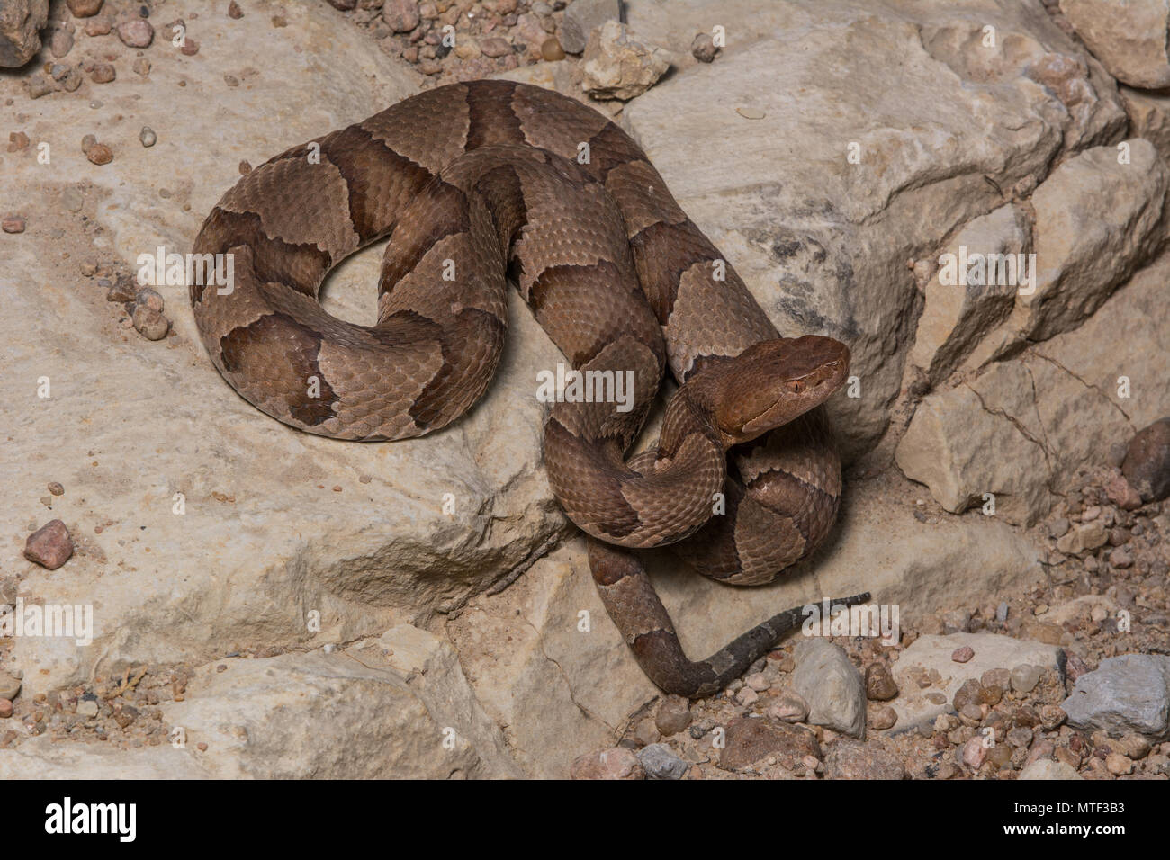 (Agkistrodon contortrix Copperhead du nord) à partir de Gage County, California, USA. Banque D'Images