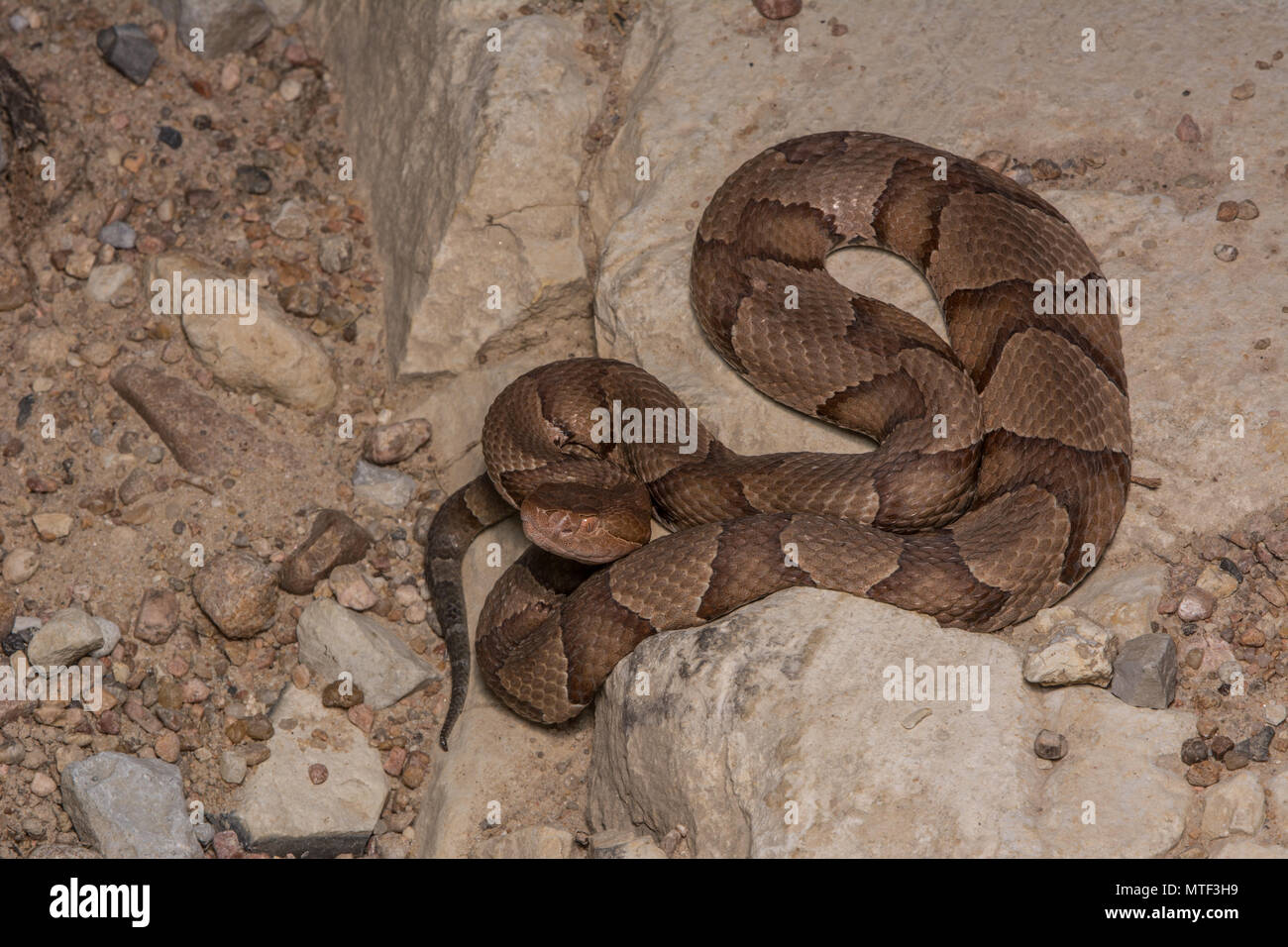 (Agkistrodon contortrix Copperhead du nord) à partir de Gage County, California, USA. Banque D'Images