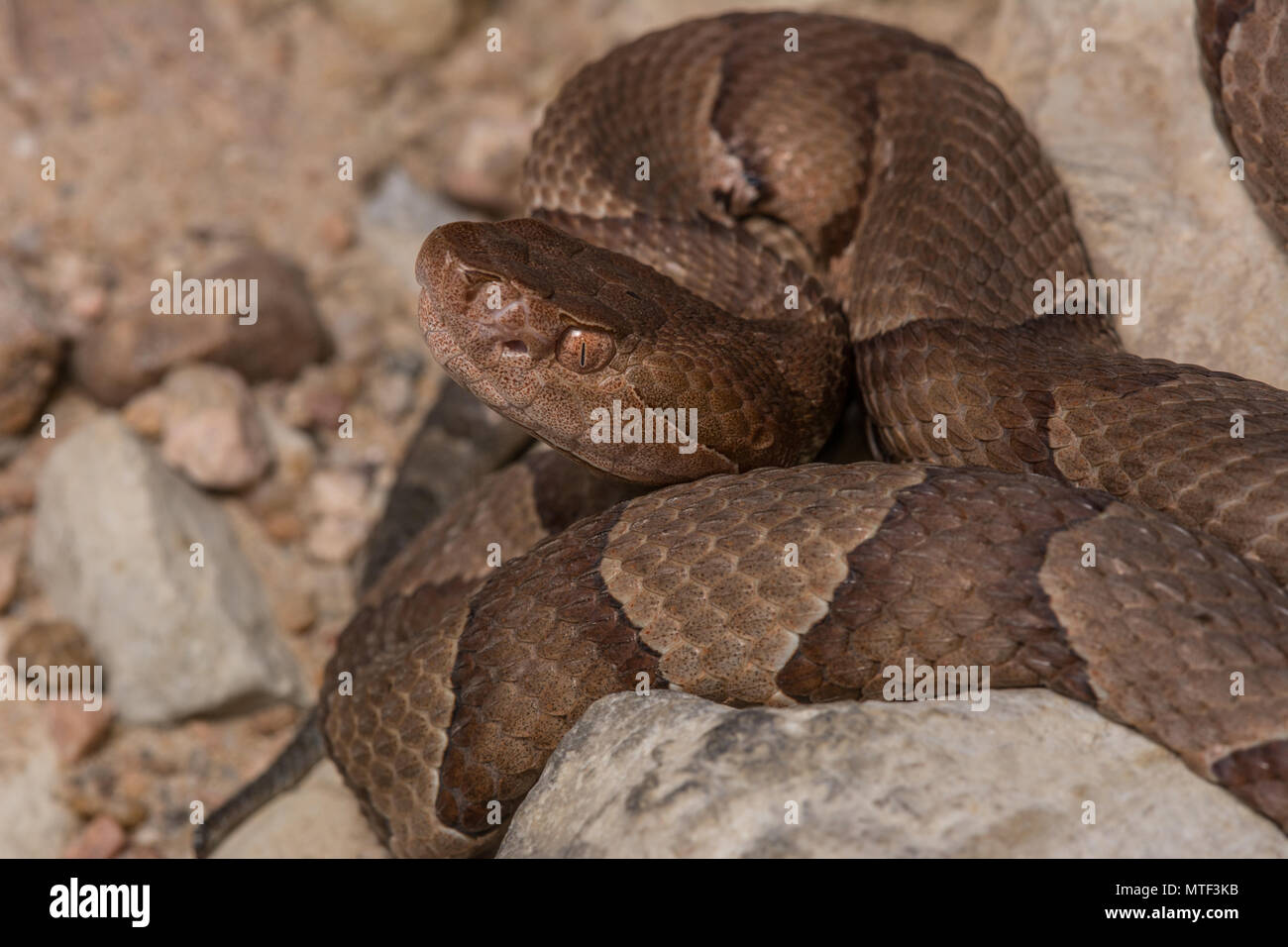 (Agkistrodon contortrix Copperhead du nord) à partir de Gage County, California, USA. Banque D'Images