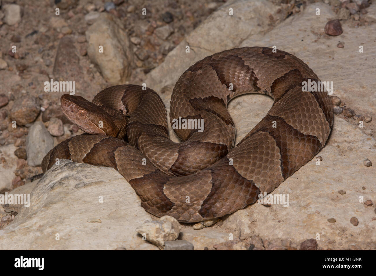 (Agkistrodon contortrix Copperhead du nord) à partir de Gage County, California, USA. Banque D'Images