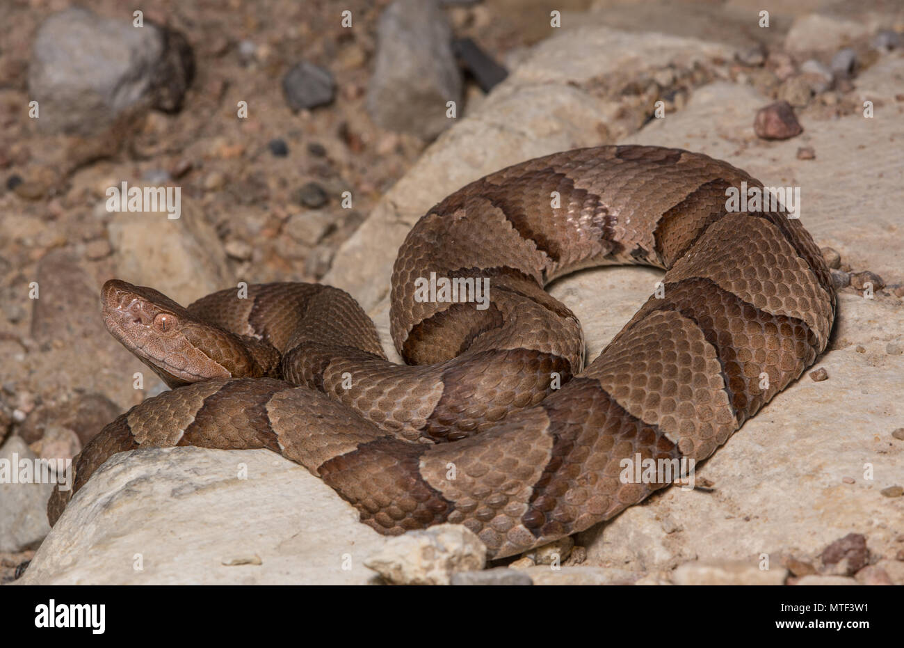 (Agkistrodon contortrix Copperhead du nord) à partir de Gage County, California, USA. Banque D'Images