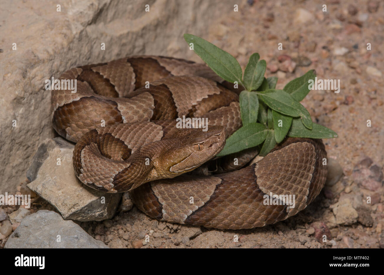 (Agkistrodon contortrix Copperhead du nord) à partir de Gage County, California, USA. Banque D'Images