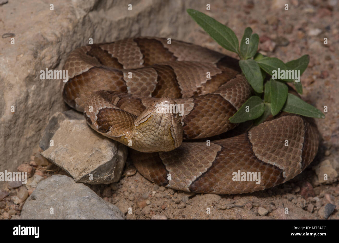 (Agkistrodon contortrix Copperhead du nord) à partir de Gage County, California, USA. Banque D'Images
