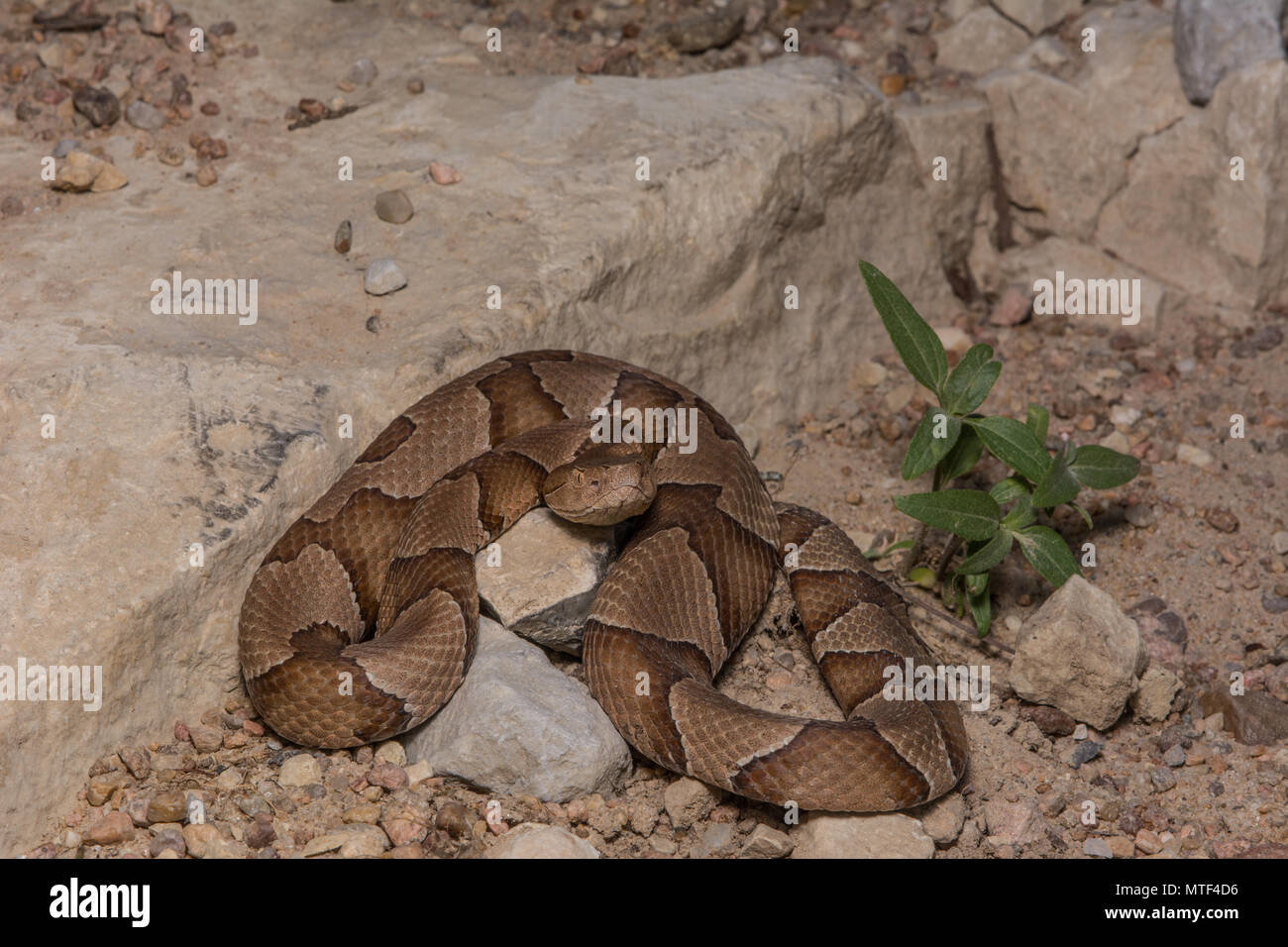 (Agkistrodon contortrix Copperhead du nord) à partir de Gage County, California, USA. Banque D'Images