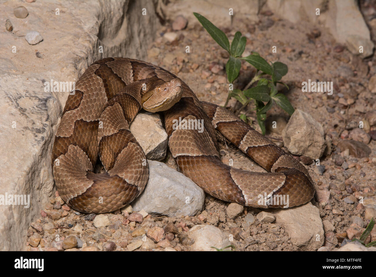 (Agkistrodon contortrix Copperhead du nord) à partir de Gage County, California, USA. Banque D'Images