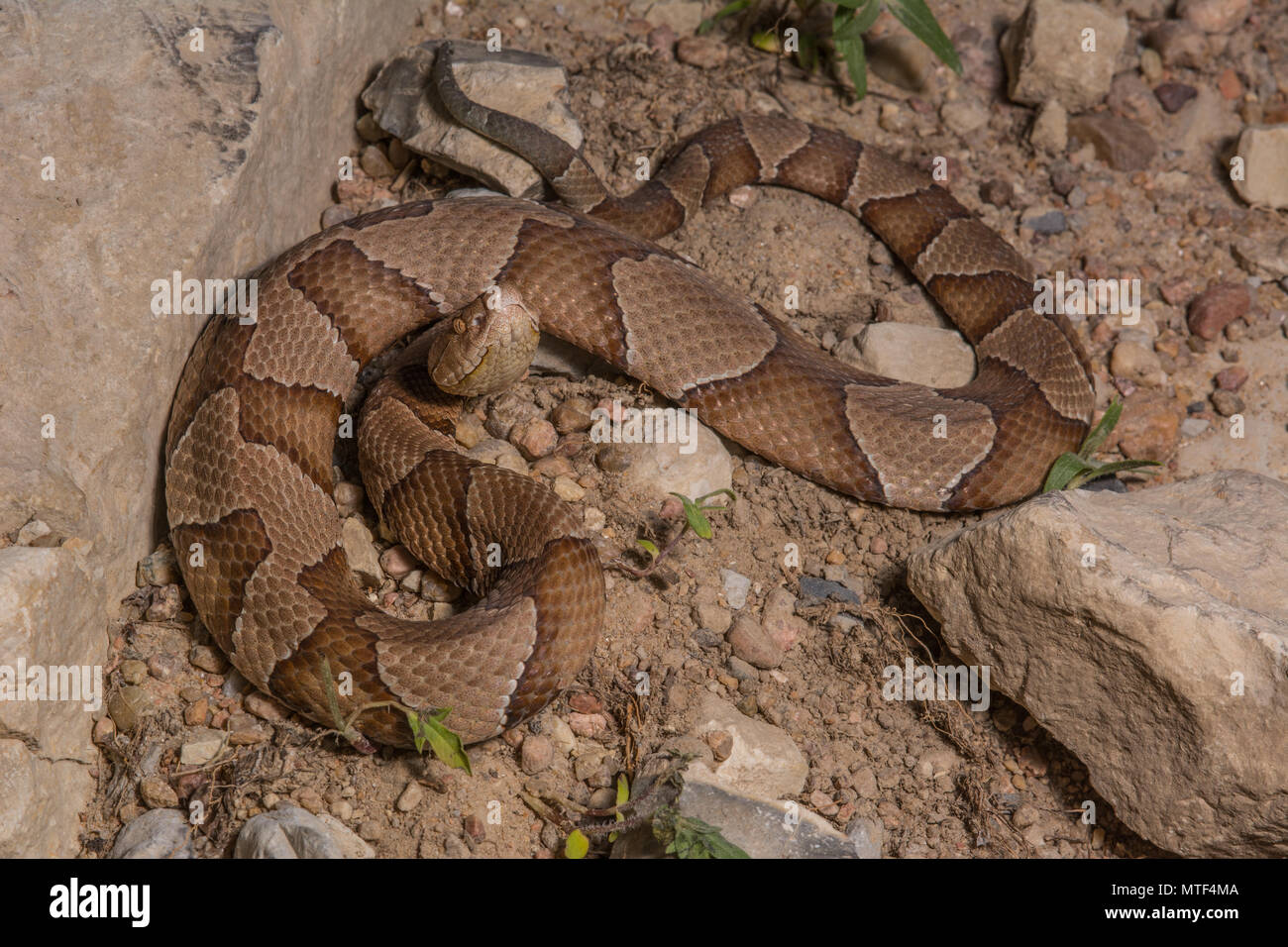 (Agkistrodon contortrix Copperhead du nord) à partir de Gage County, California, USA. Banque D'Images