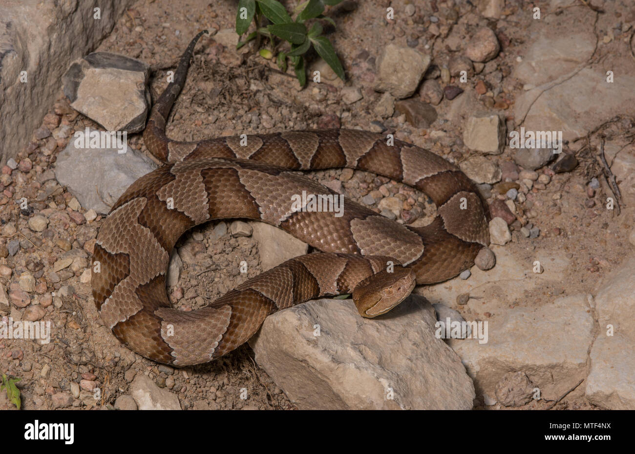 (Agkistrodon contortrix Copperhead du nord) à partir de Gage County, California, USA. Banque D'Images