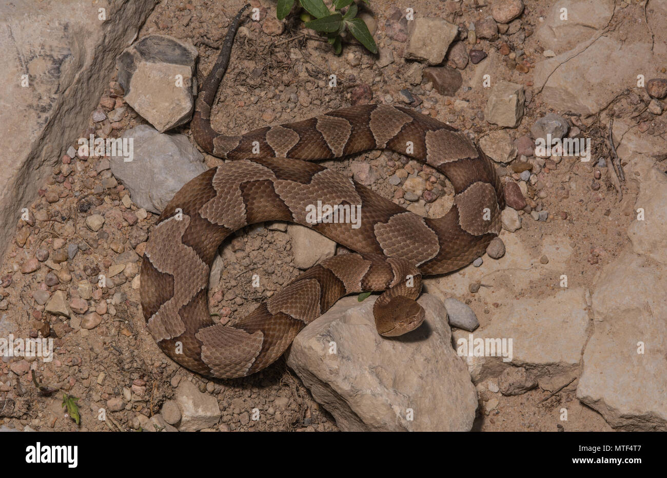(Agkistrodon contortrix Copperhead du nord) à partir de Gage County, California, USA. Banque D'Images
