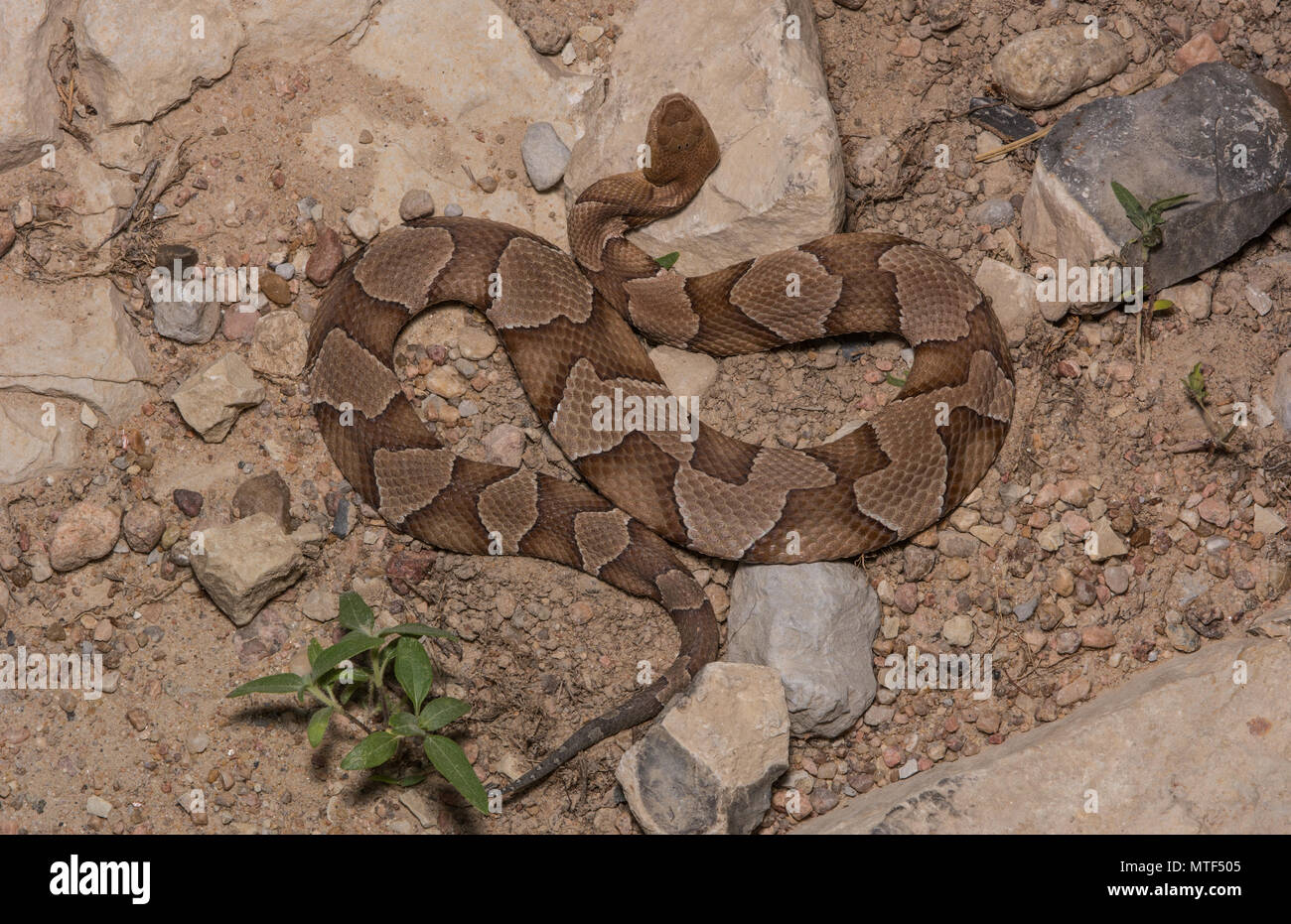 (Agkistrodon contortrix Copperhead du nord) à partir de Gage County, California, USA. Banque D'Images