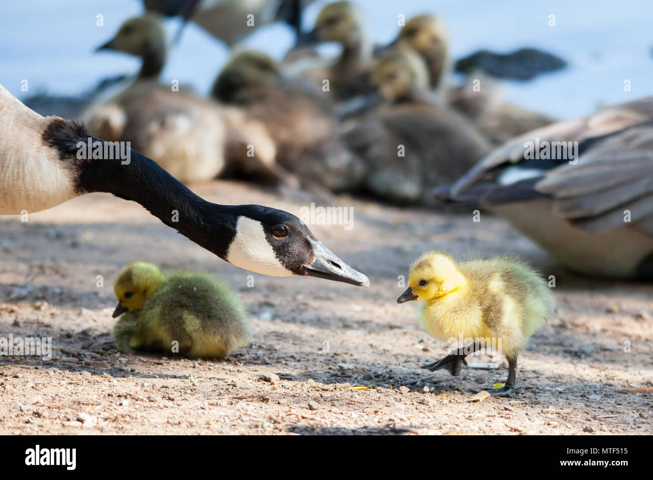 La Mere L Oie Oisons Et Bebe Oies Dans Diverses Photos Voir Tous Sur Un Jour D Ete Pres D Un Lac Photo Stock Alamy