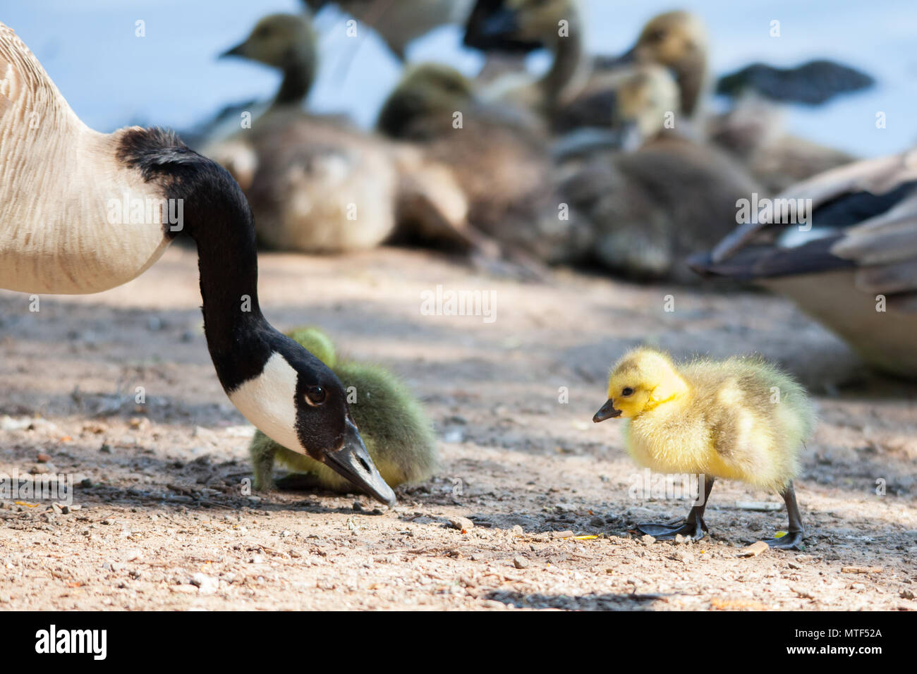 La Mere L Oie Oisons Et Bebe Oies Dans Diverses Photos Voir Tous Sur Un Jour D Ete Pres D Un Lac Photo Stock Alamy La Mere L Oie Oisons Et Bebe Oies Dans Diverses Photos Voir Tous Sur Un Jour D Ete Pres D Un Lac Photo Stock Alamy