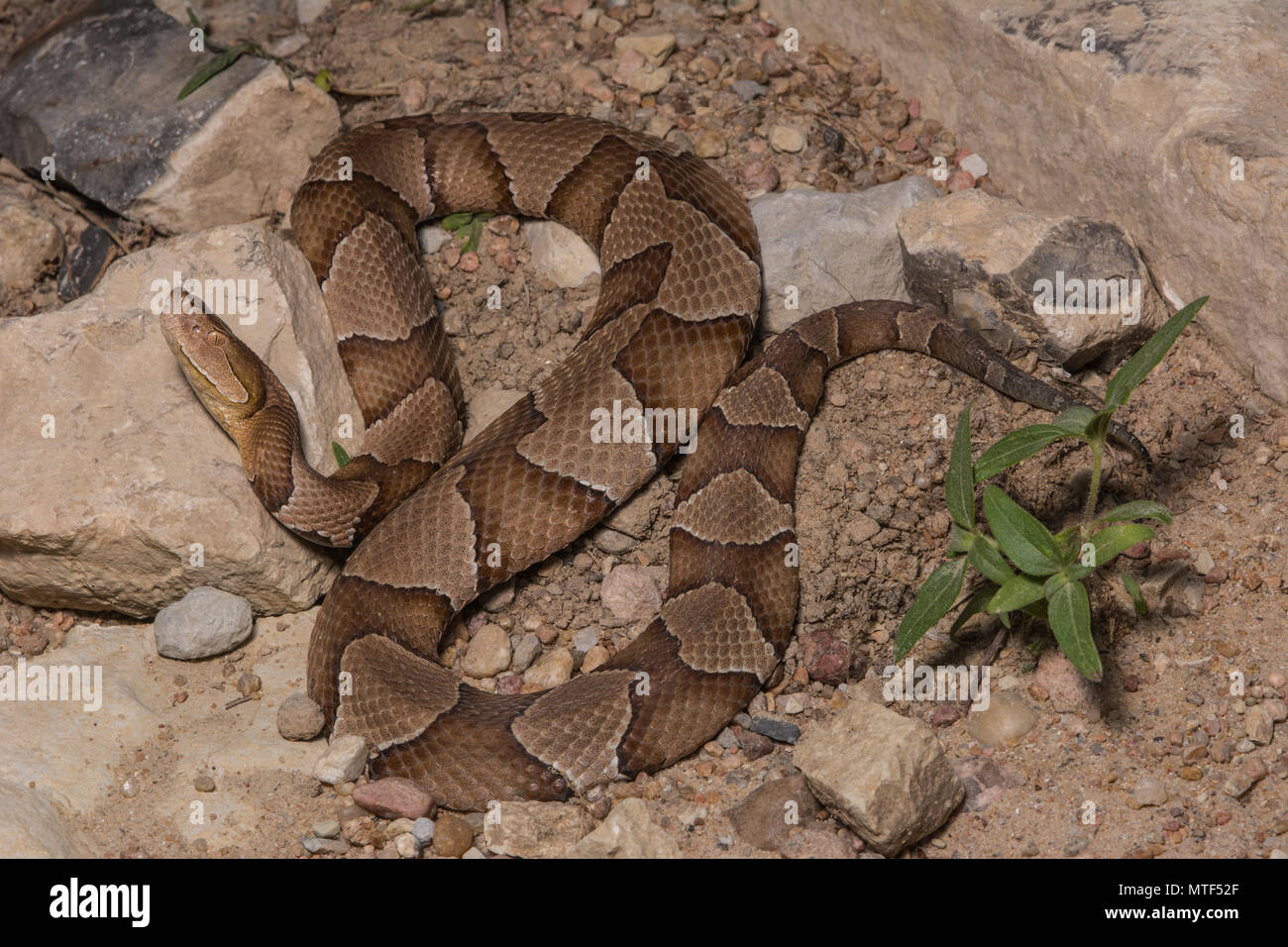 (Agkistrodon contortrix Copperhead du nord) à partir de Gage County, California, USA. Banque D'Images