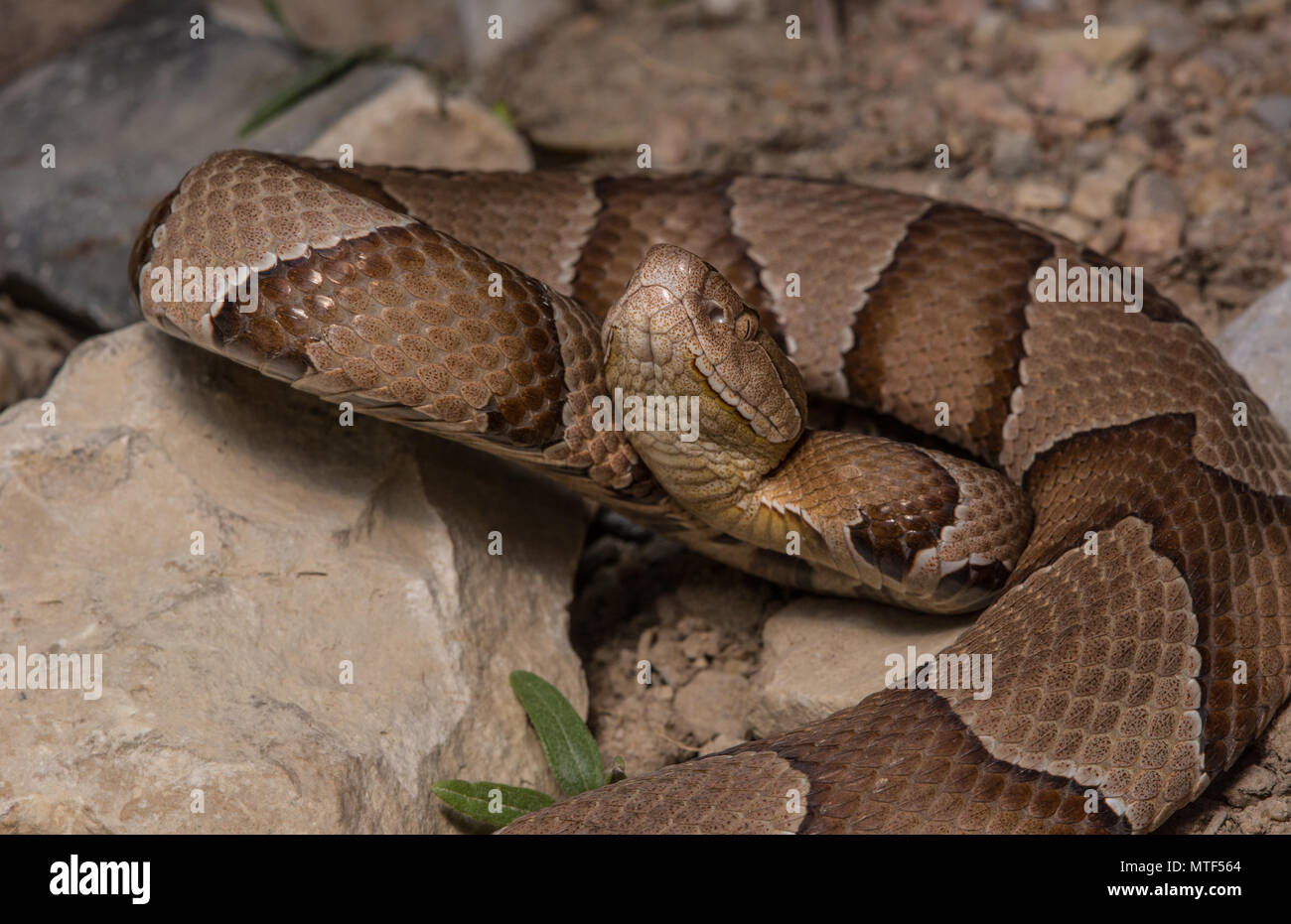 (Agkistrodon contortrix Copperhead du nord) à partir de Gage County, California, USA. Banque D'Images