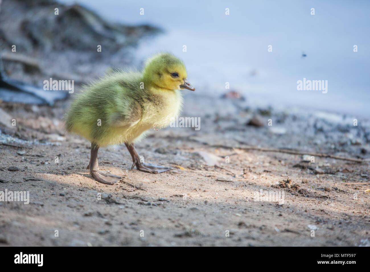 La mère l'Oie oisons et bébé (oies) dans diverses photos (voir tous) sur un jour d'été près d'un lac Banque D'Images