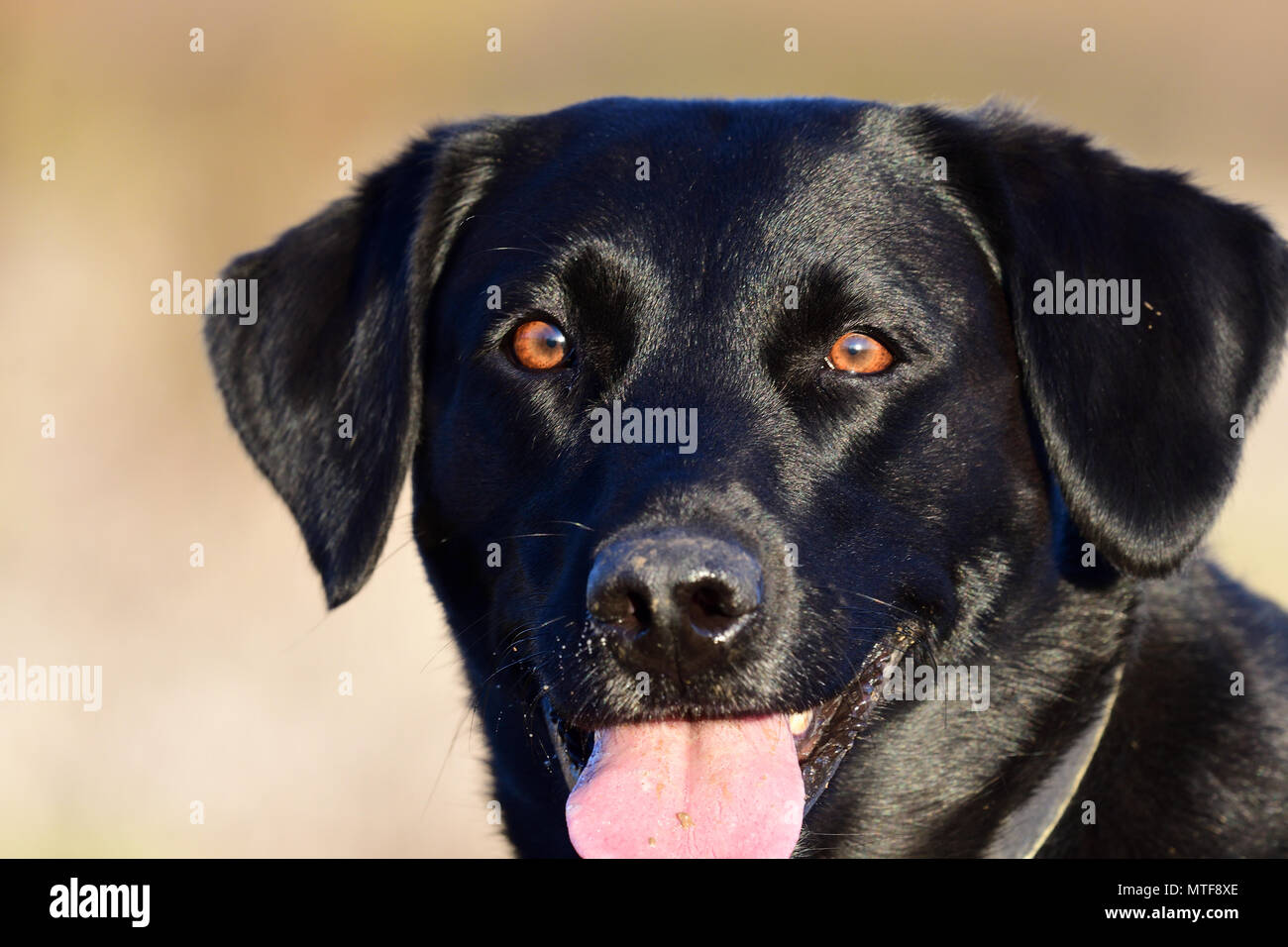 Close up head shot d'un jeune labrador noir Banque D'Images