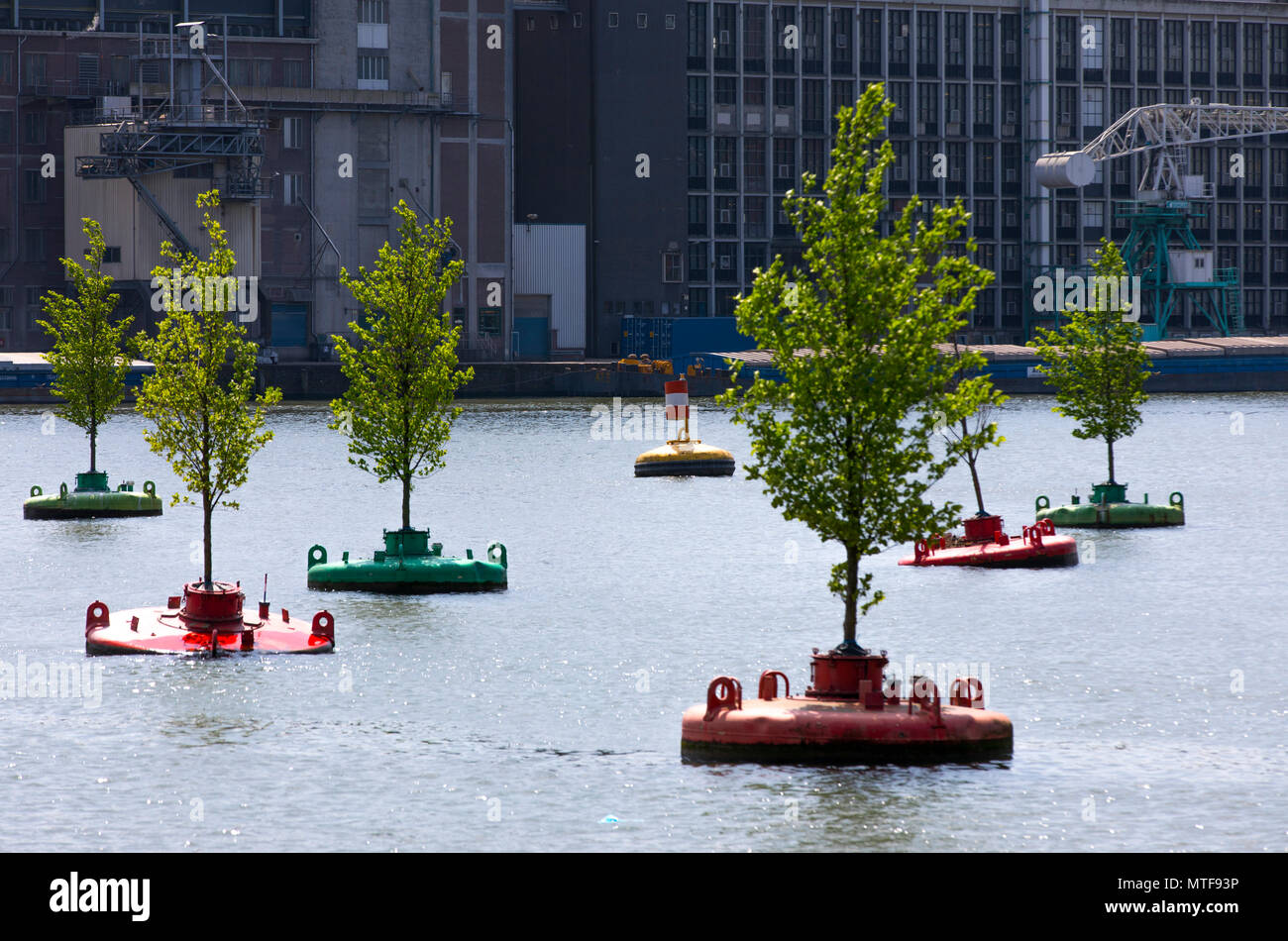 Art action Dobberend Bos, d'artistes de Rotterdam, une forêt d'ormes flottante arbres, en mer du Nord, des bouées désaffectées dans un bassin du port, Rotterdam, Pays-Bas Banque D'Images