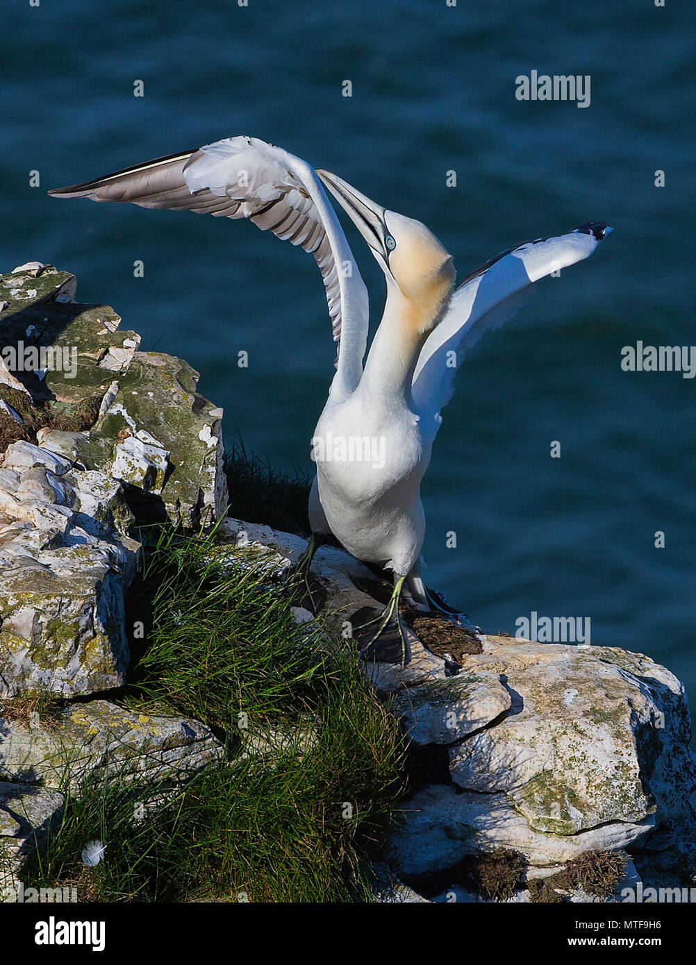 Le Fou de Bassan (Morus bassanus) présentant un comportement agressif. Falaises de Bempton, East Yorkshire, UK. Banque D'Images