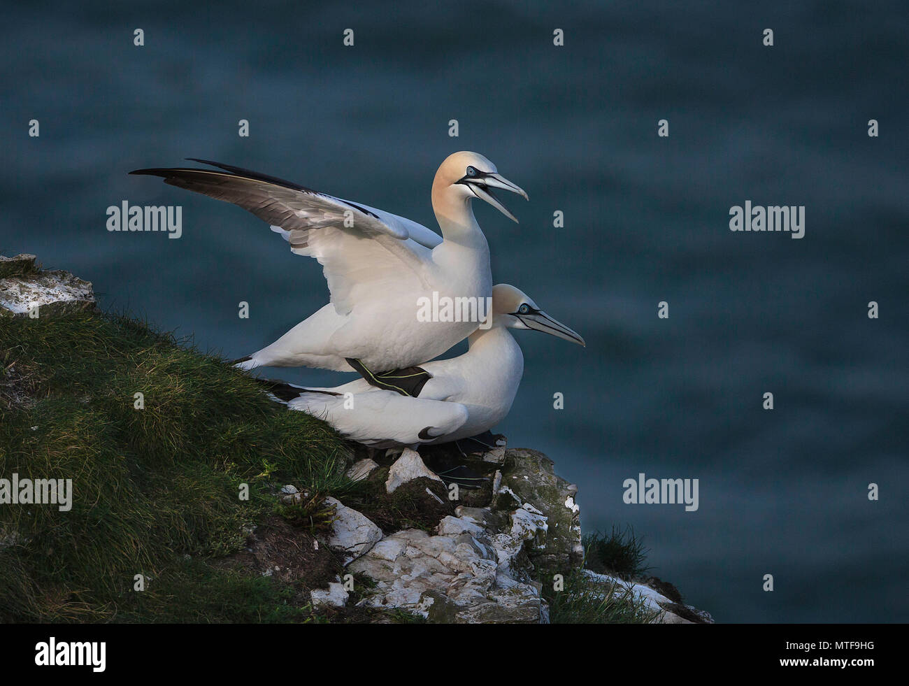 Paire de fous de Bassan (Morus bassanus) présentant le comportement d'accouplement. Falaises de Bempton, East Yorkshire, UK. Banque D'Images