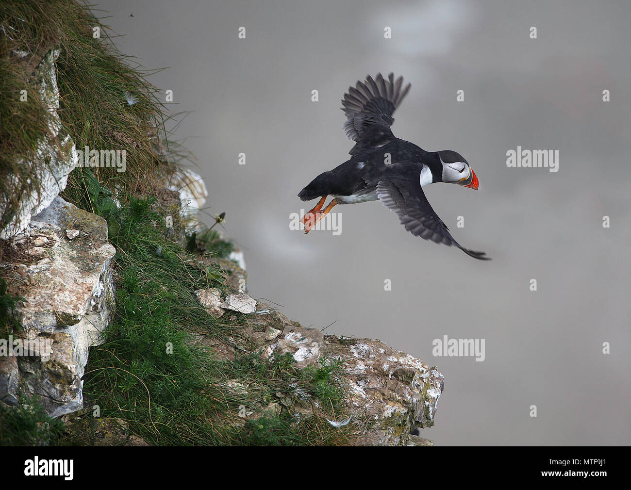 Paire de Macareux moine (Fratercula arctica) Message d'accueil. Falaises de Bempton, East Yorkshire, UK. Banque D'Images