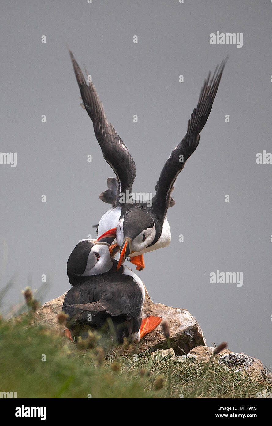 Paire de Macareux moine (Fratercula arctica) Message d'accueil. Falaises de Bempton, East Yorkshire, UK. Banque D'Images