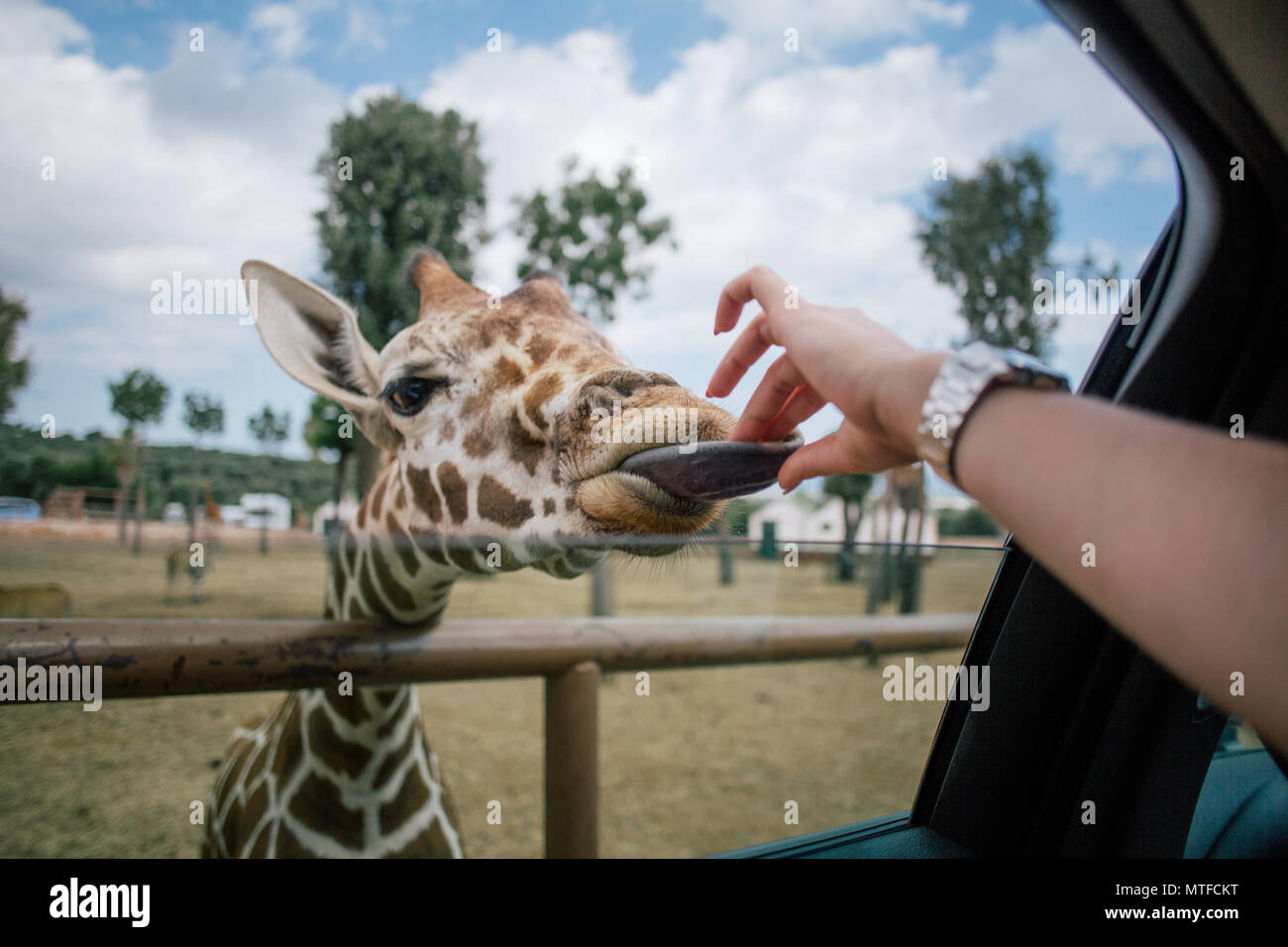 Human neck giraffe Banque de photographies et d’images à haute